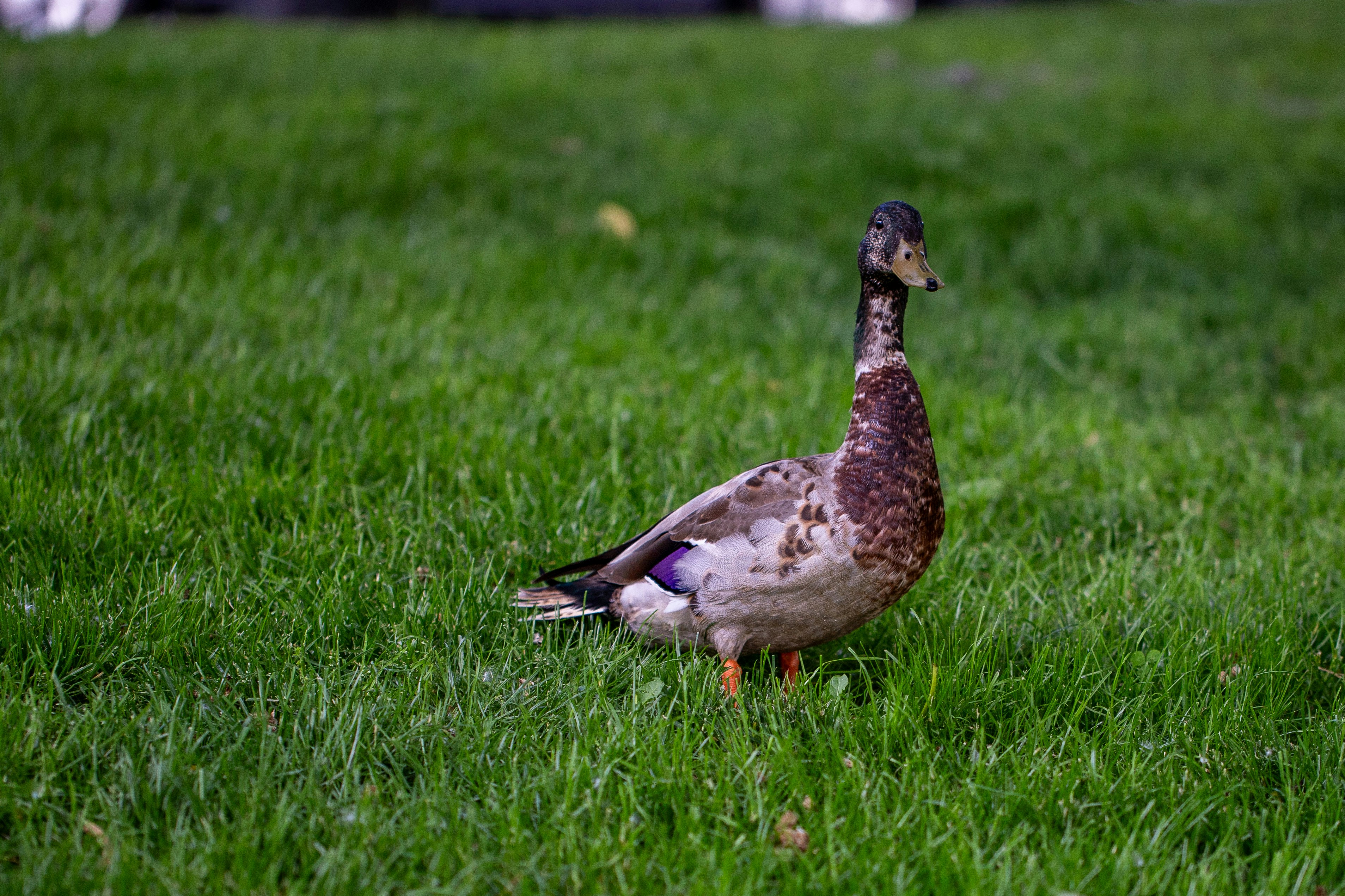 a duck standing in a field of grass