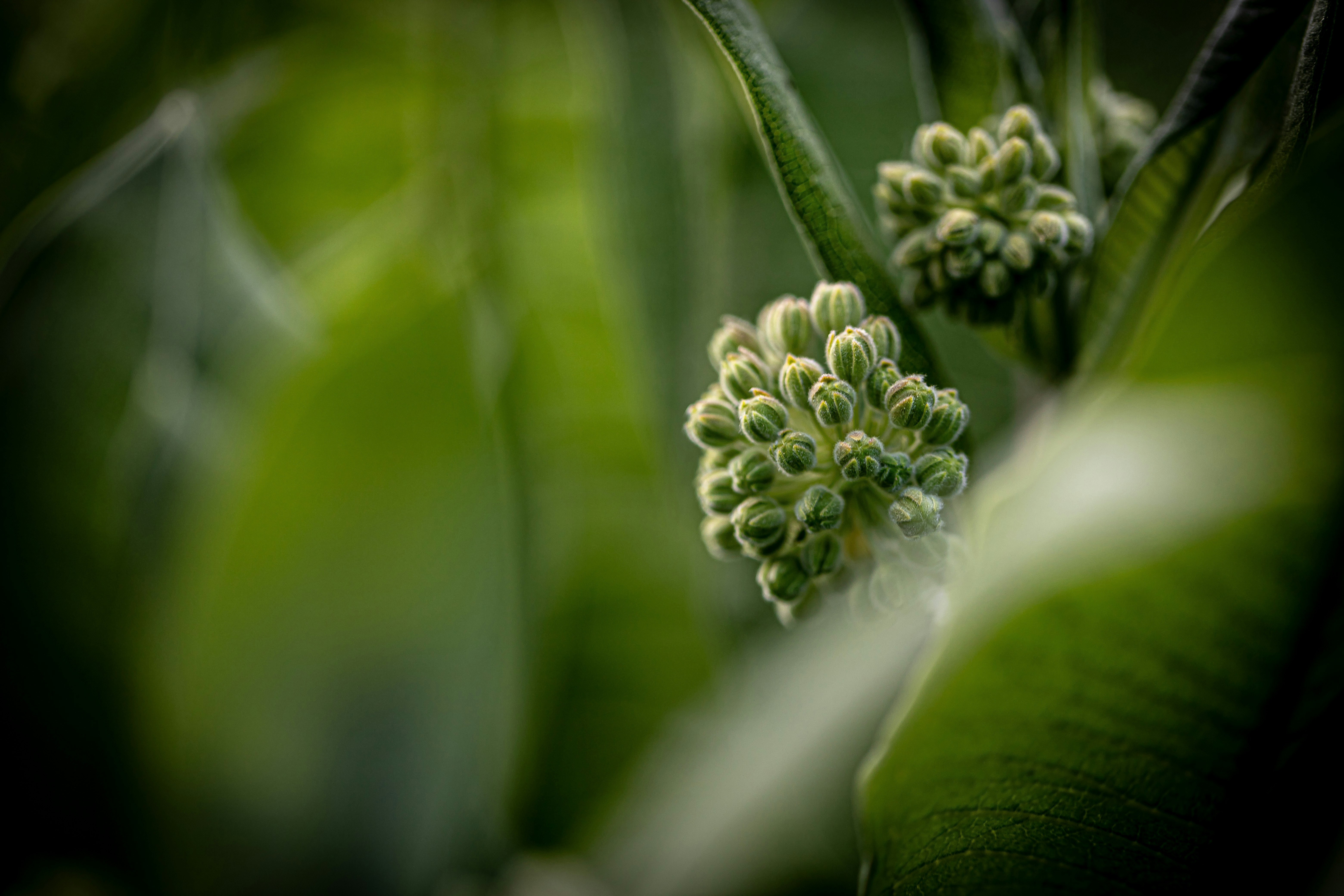 a close up of a flower on a plant