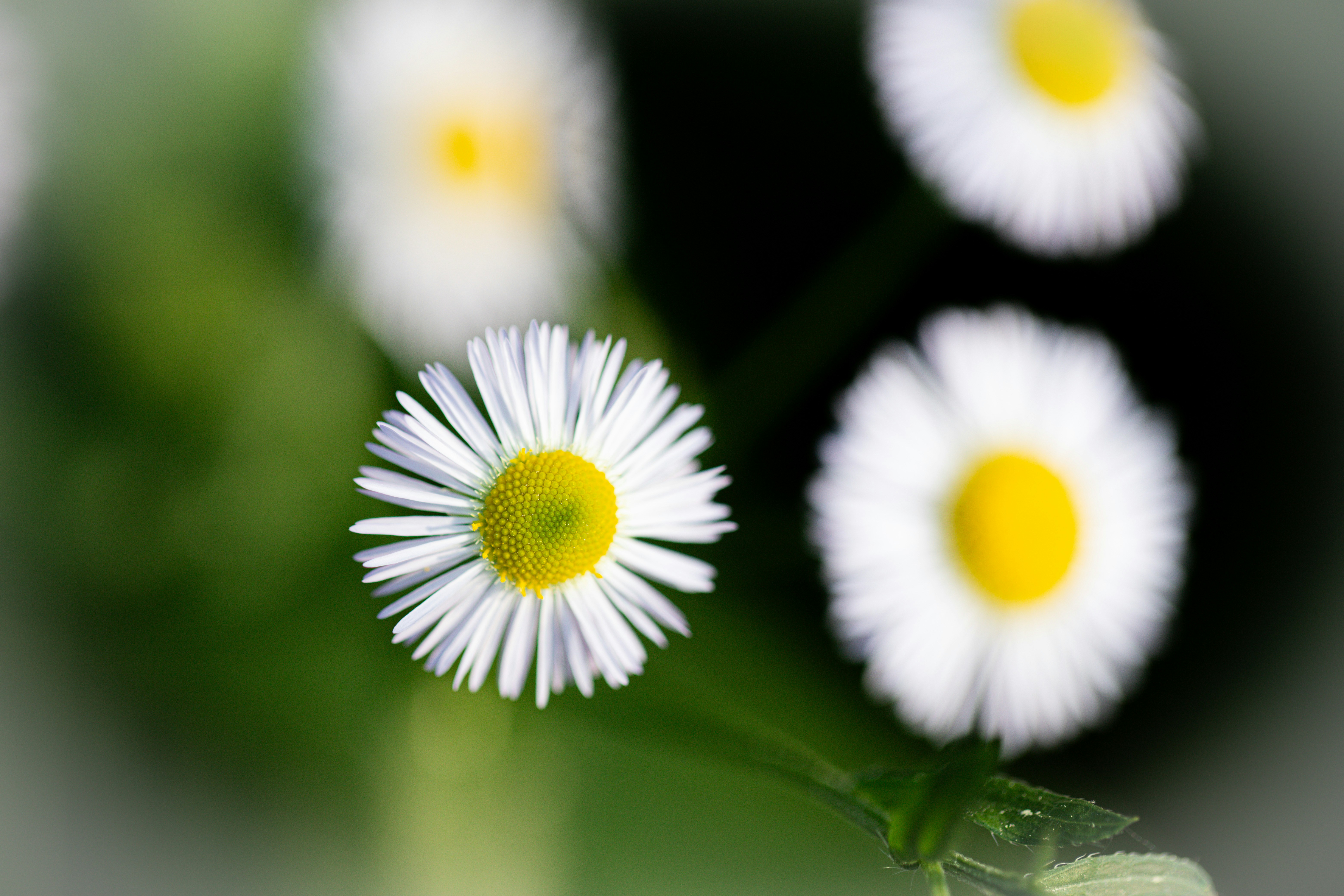 a close up of a bunch of daisies