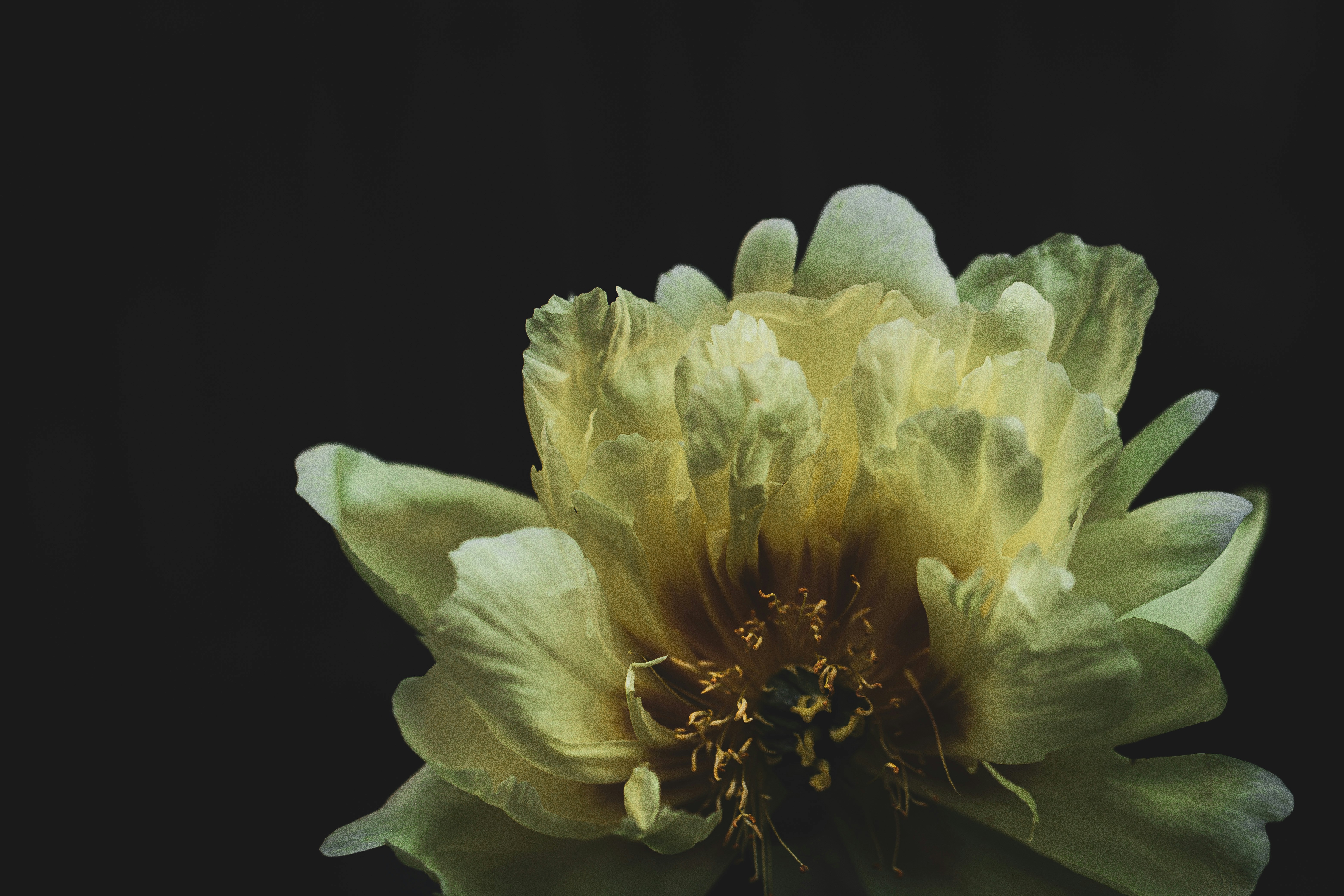 a yellow flower with a black background