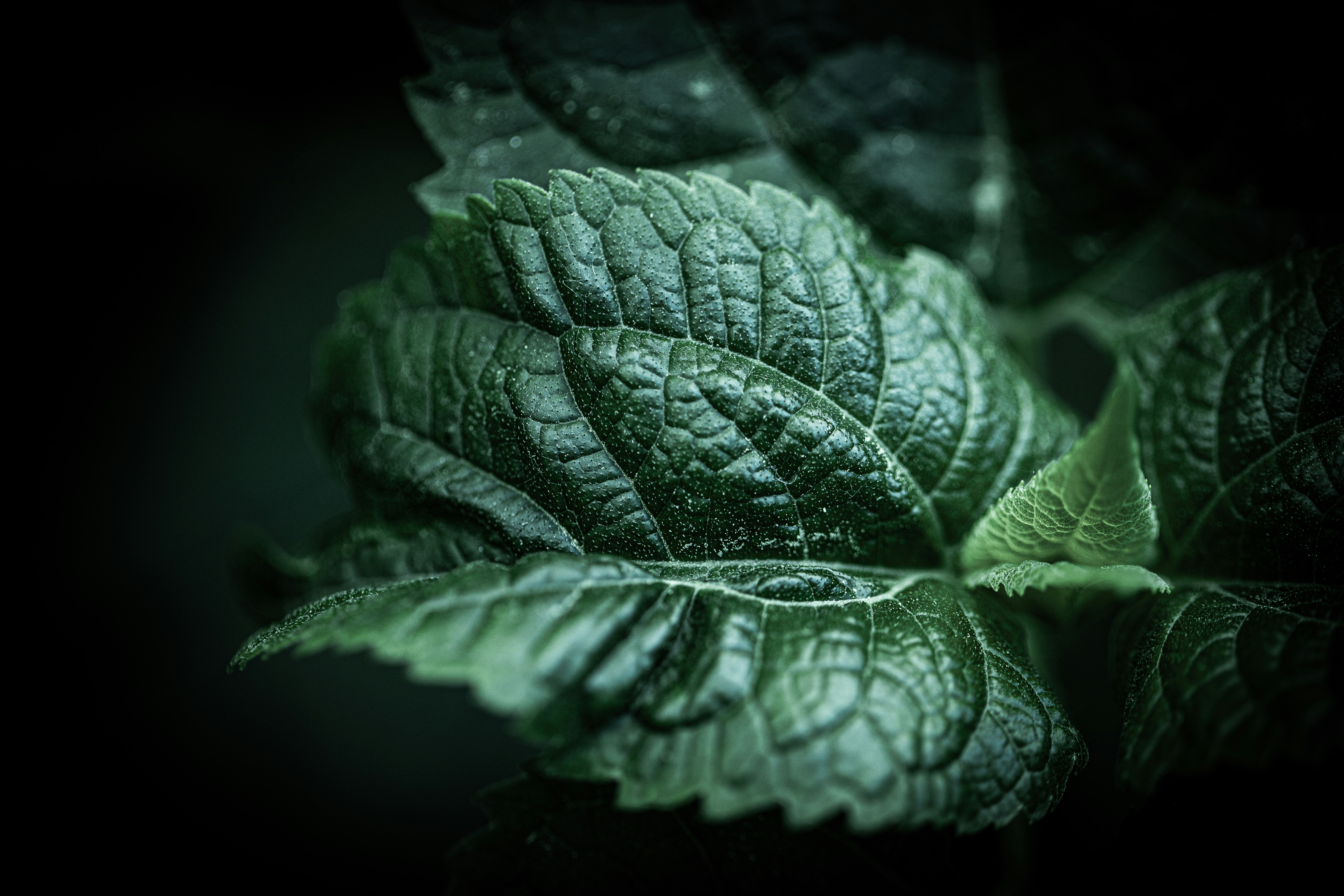 a close up of a green leaf on a black background