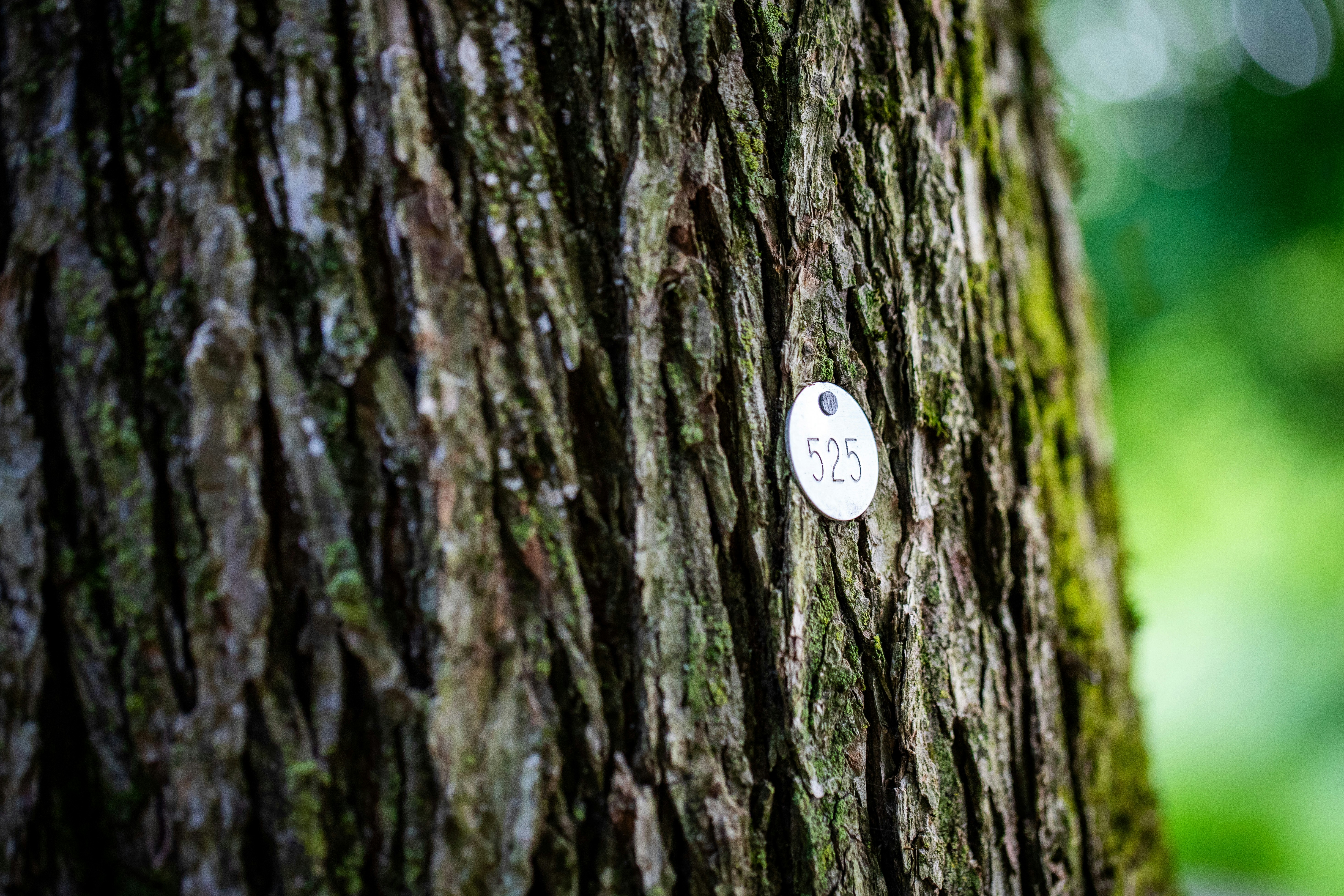 a close up of a tree with a sticker on it