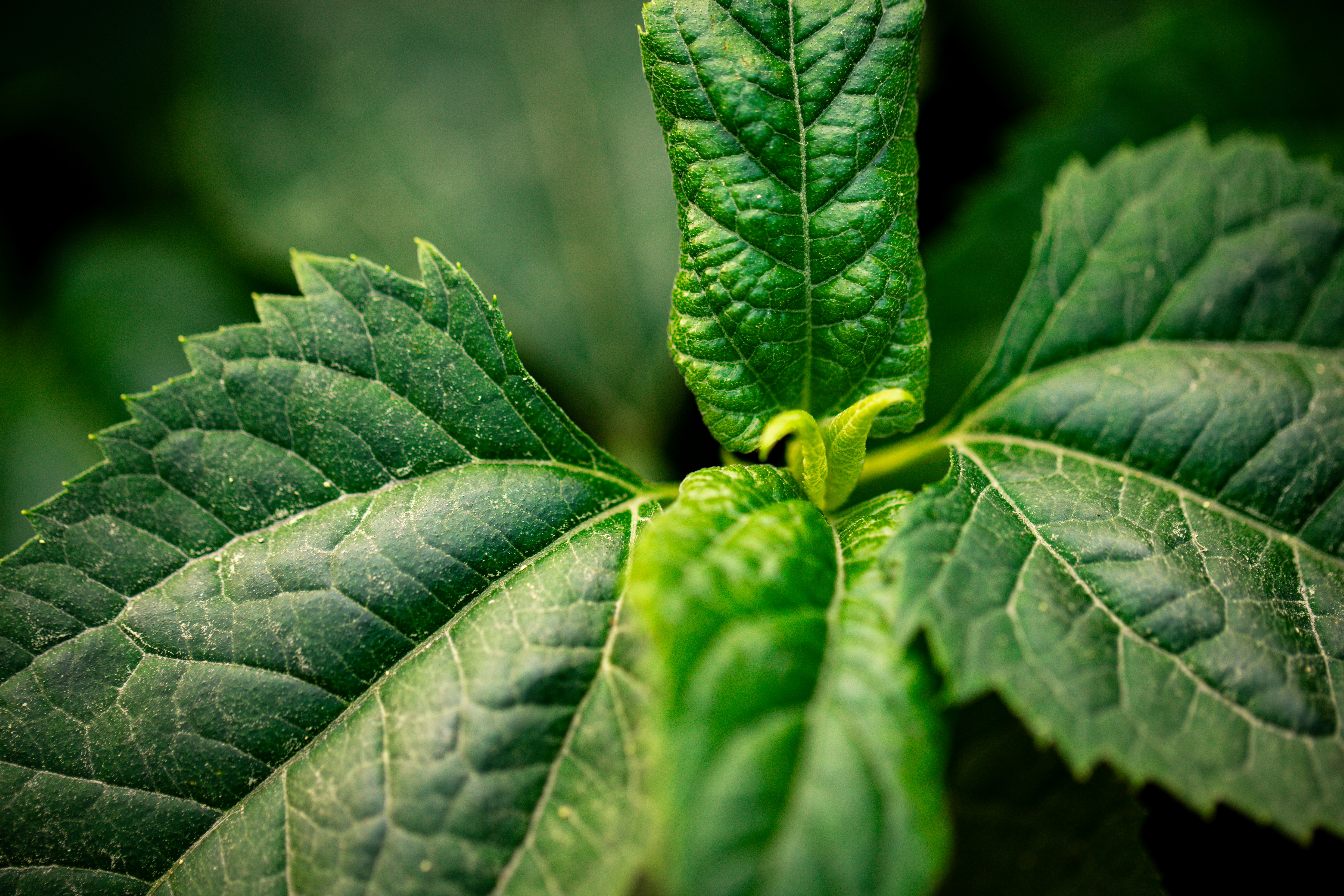 a close up of a green leaf on a plant