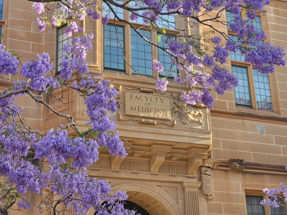 Jacaranda in purple flower against the sandstone of the University of Sydney's Faculty of Medicine building