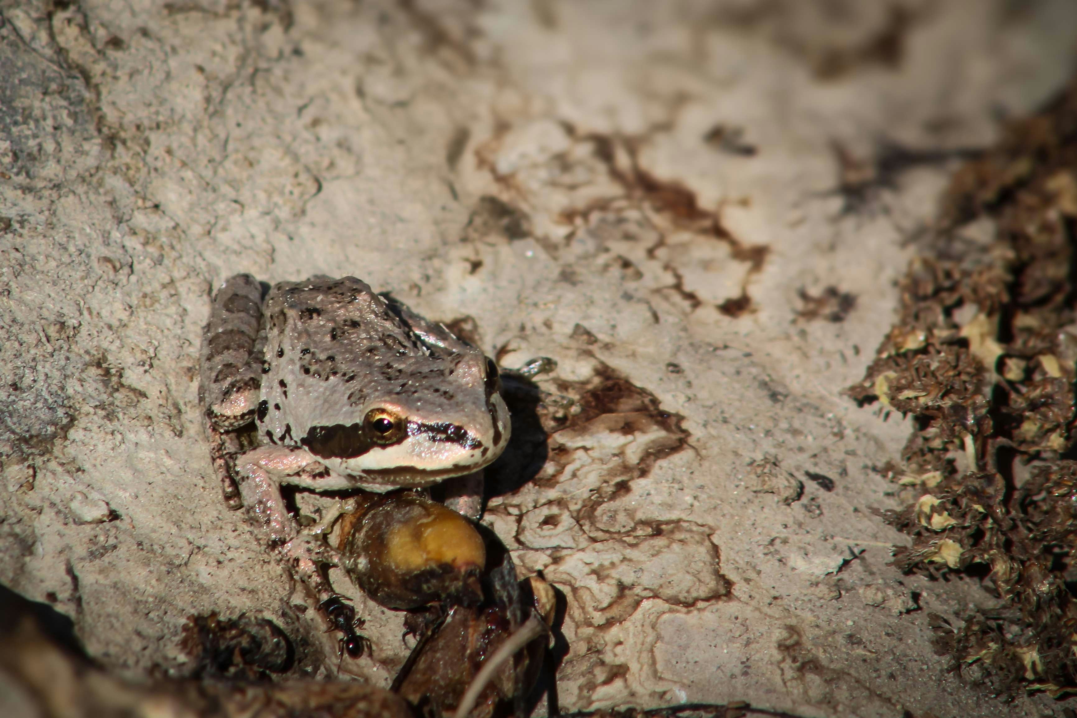 ein Frosch, der auf einem Felsen im Dreck sitzt