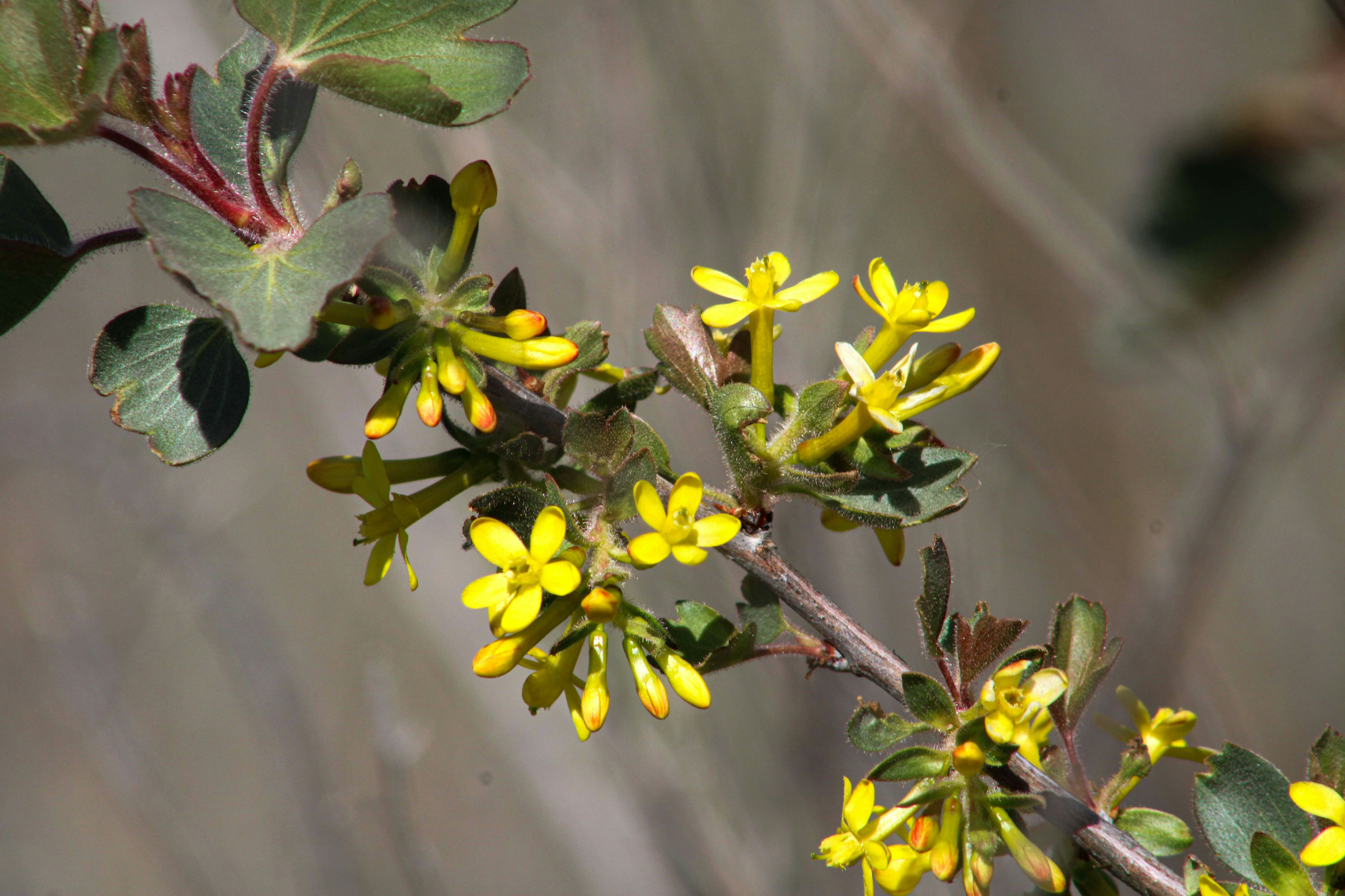 ein Zweig mit gelben Blüten und grünen Blättern