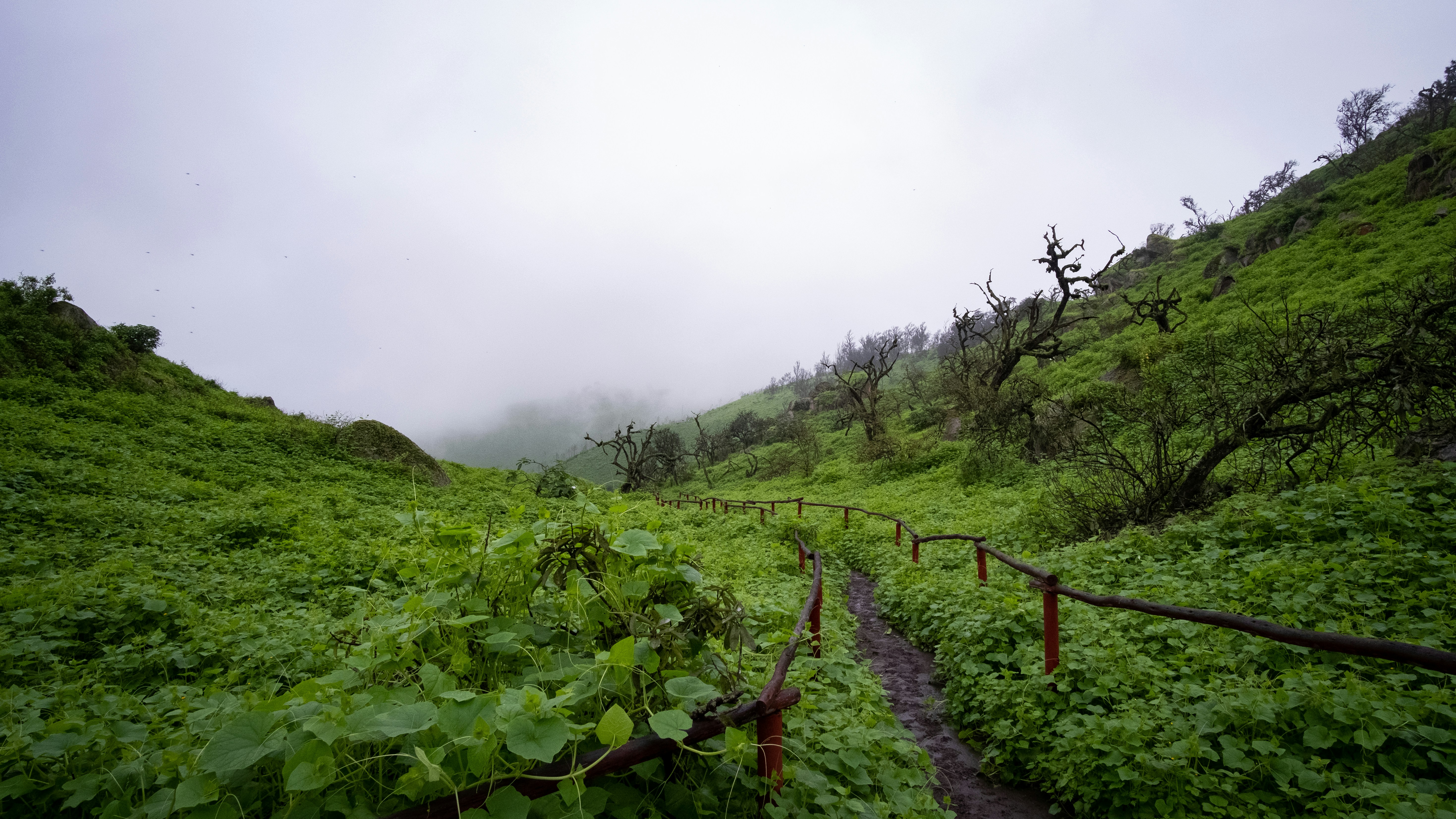 a lush green hillside covered in lots of plants, 