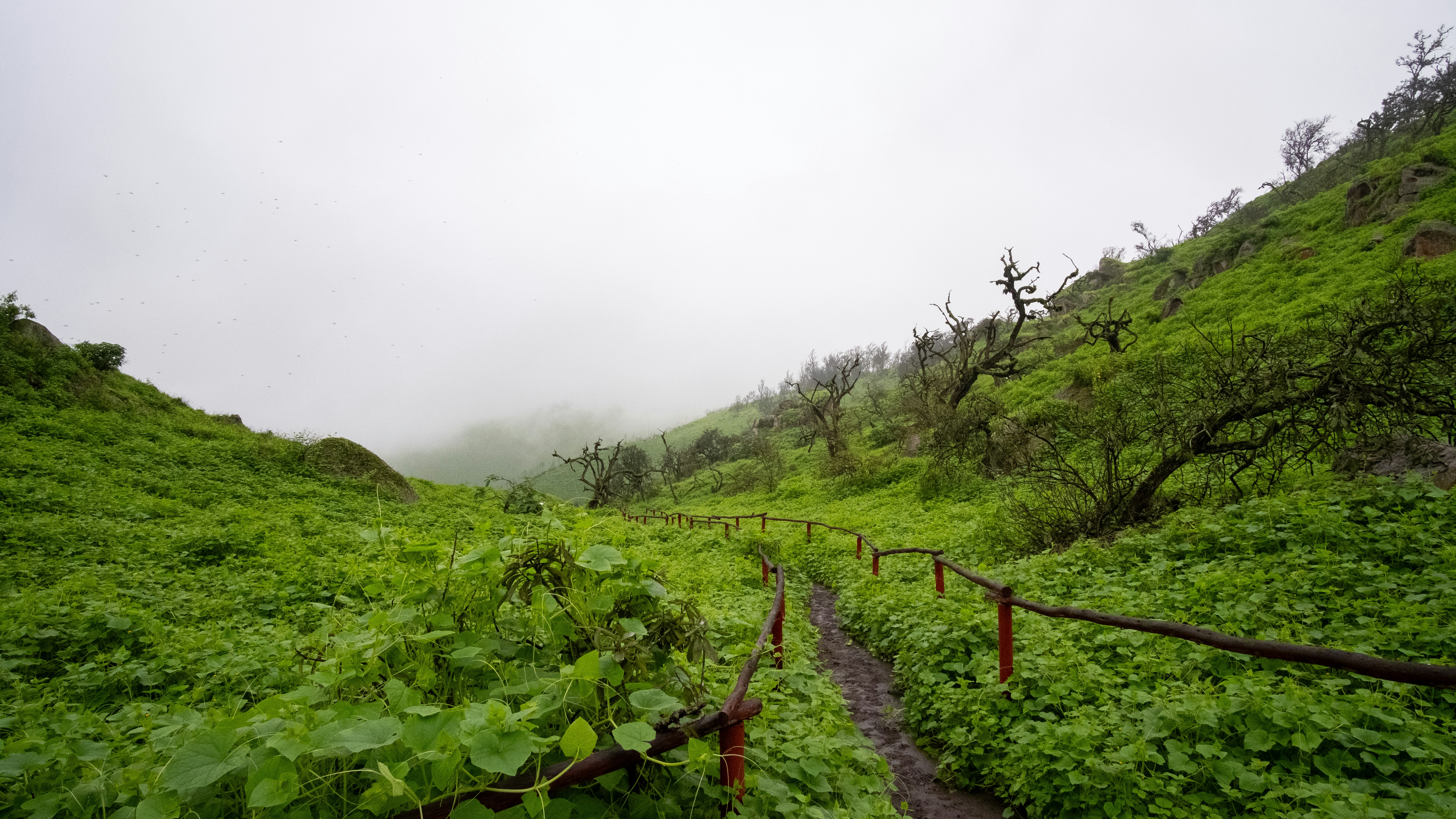 a lush green hillside covered in lots of plants