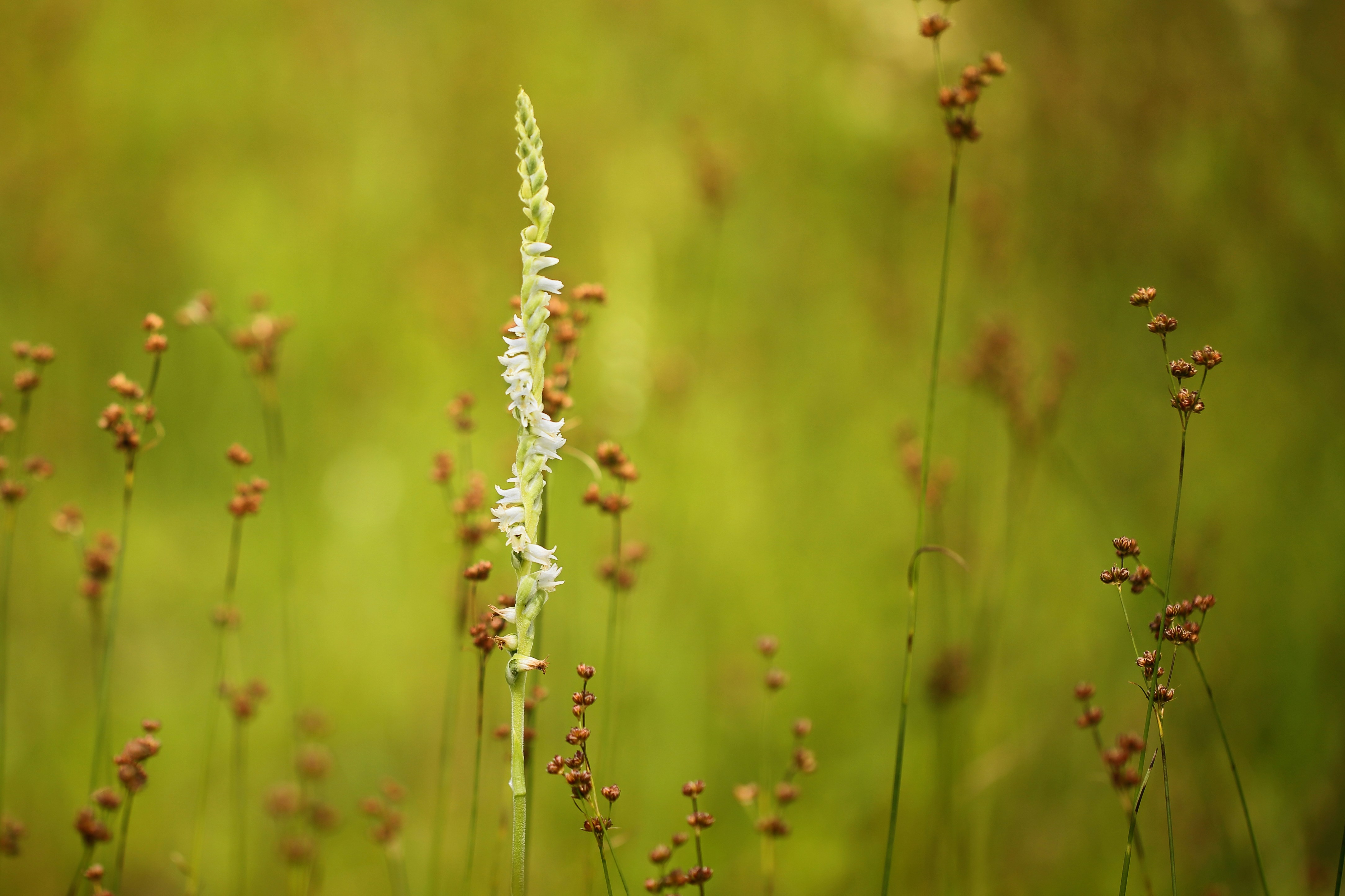 Photo by gyostimages