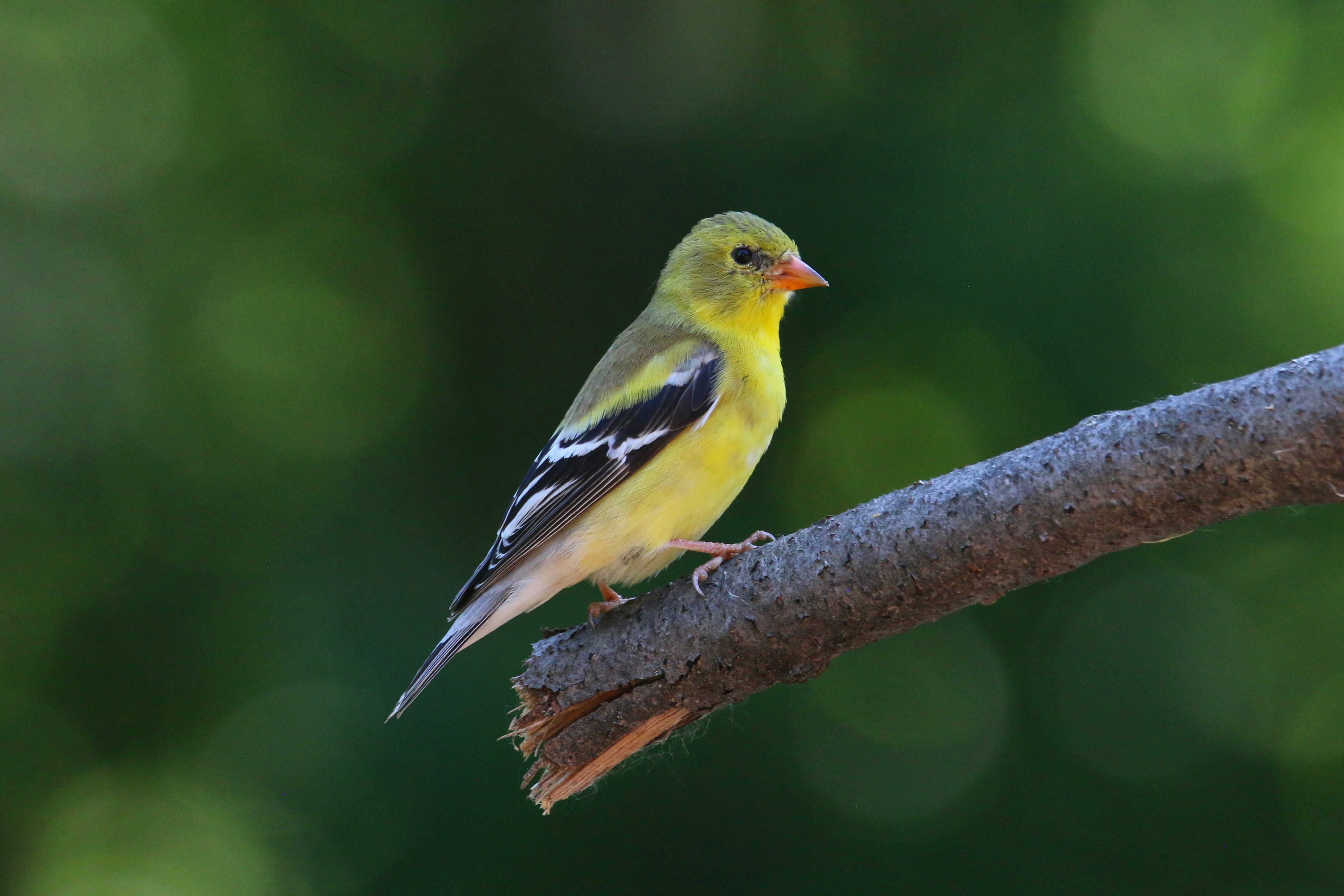 Photo by goldenplover31