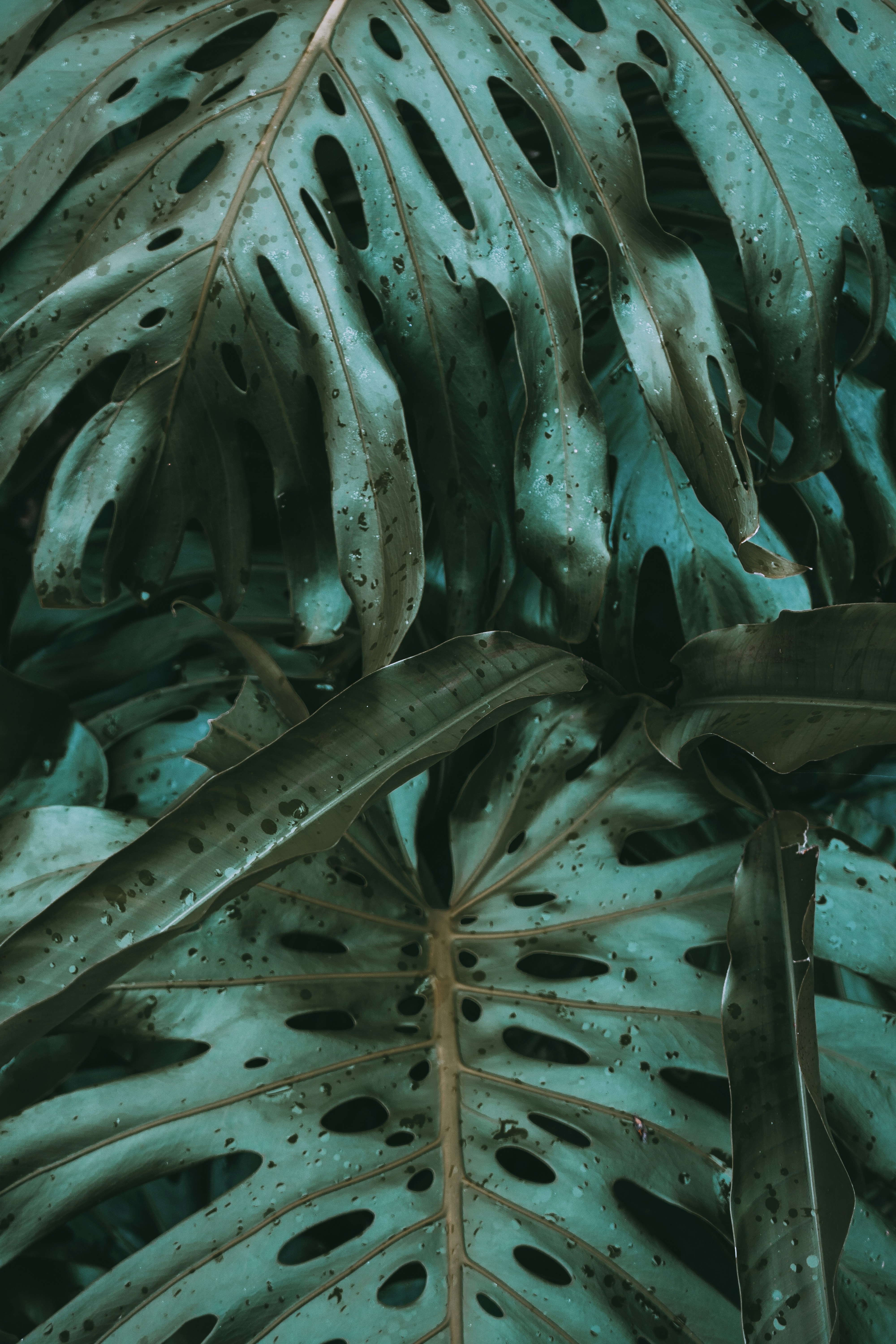 natural skincare wallpaper, wallpaper, Bakuchiol: The Natural Retinol Alternative You Need 6