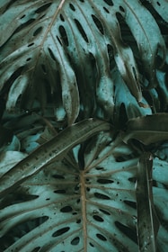 a close up of a green plant with holes in it