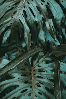 a close up of a green plant with holes in it