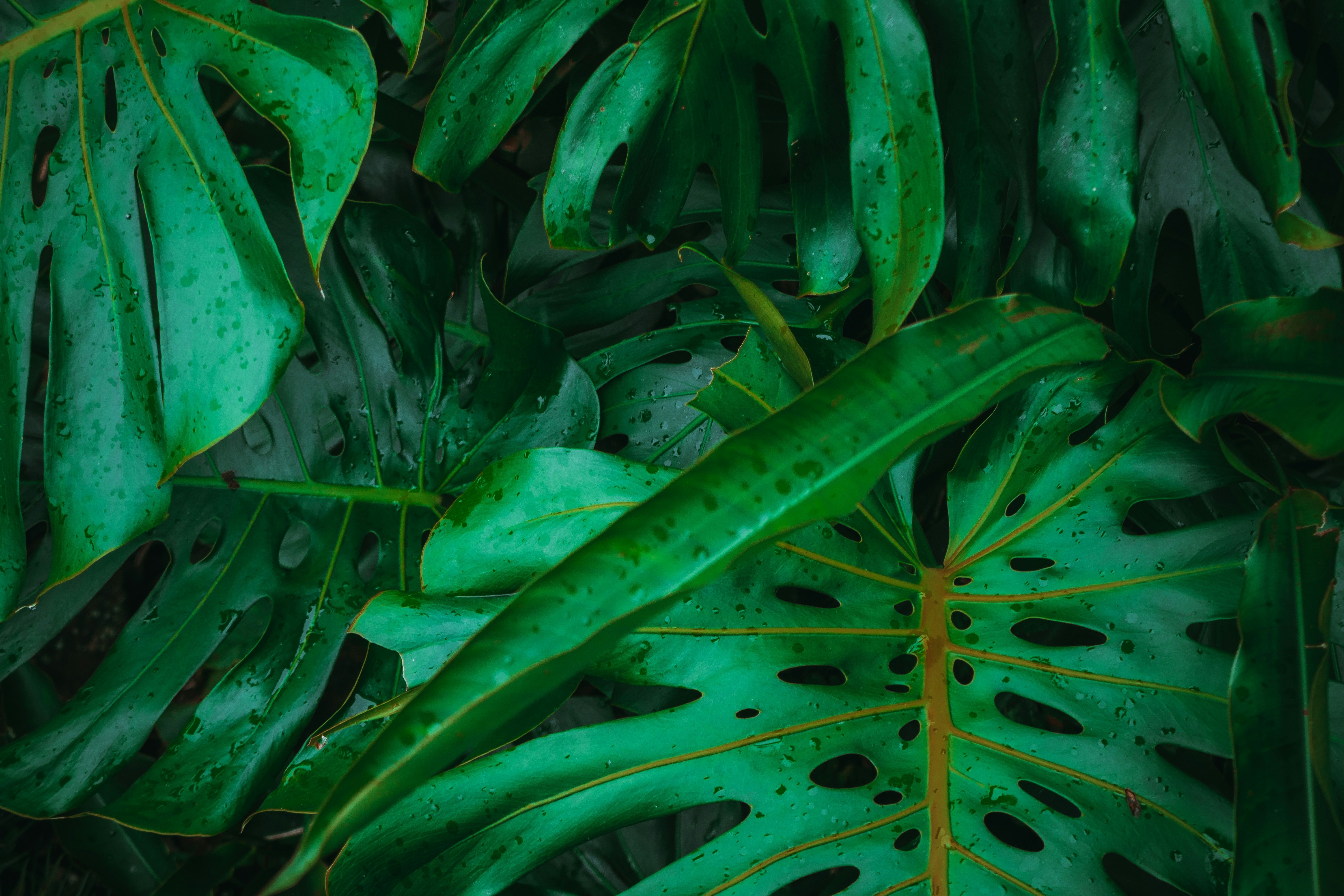 rainforest wallpaper, wallpaper, Tropical Rainforest Camping: Essential Gear 2