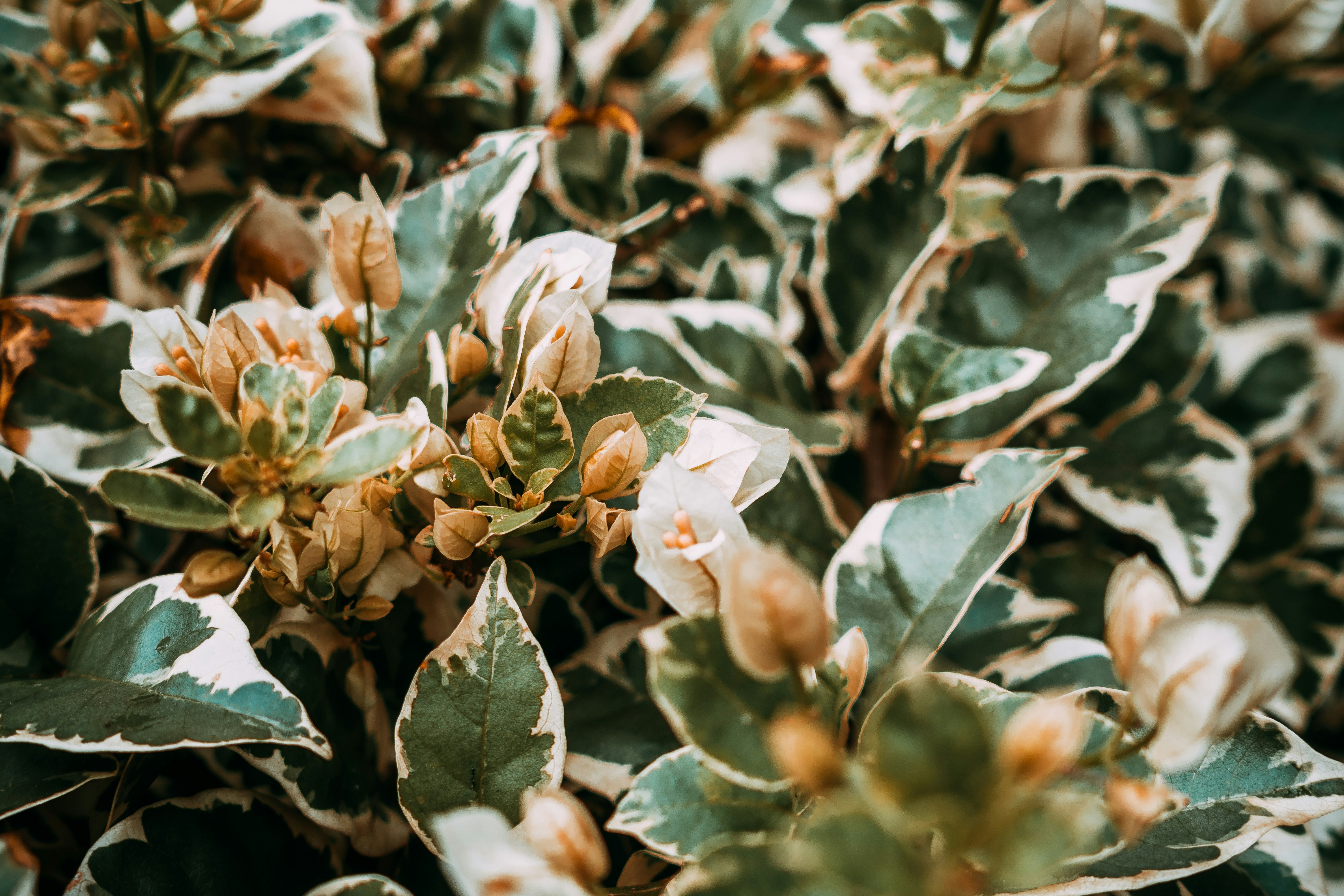 garden wedding wallpaper, wallpaper, Garden Wedding Decor: 15 Enchanting Ideas 3