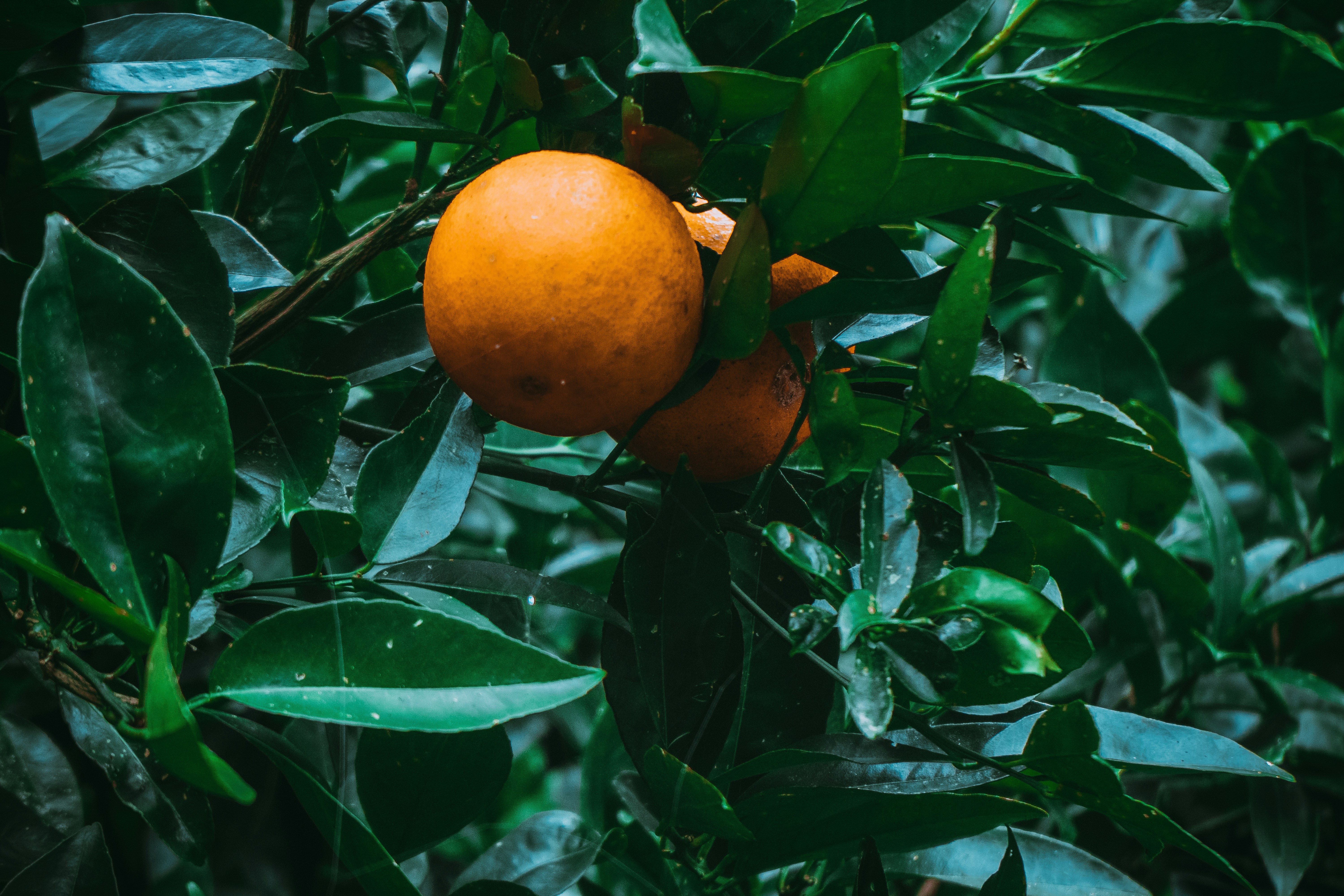 an orange hanging from a tree with leaves