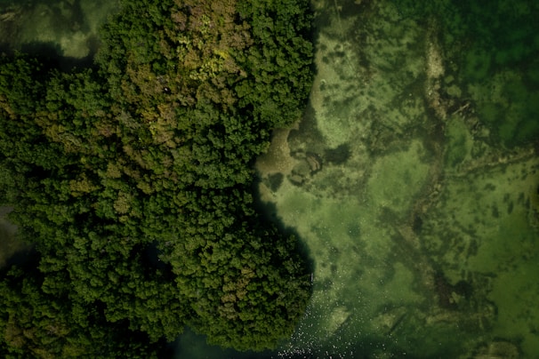 an aerial view of a lush green forest