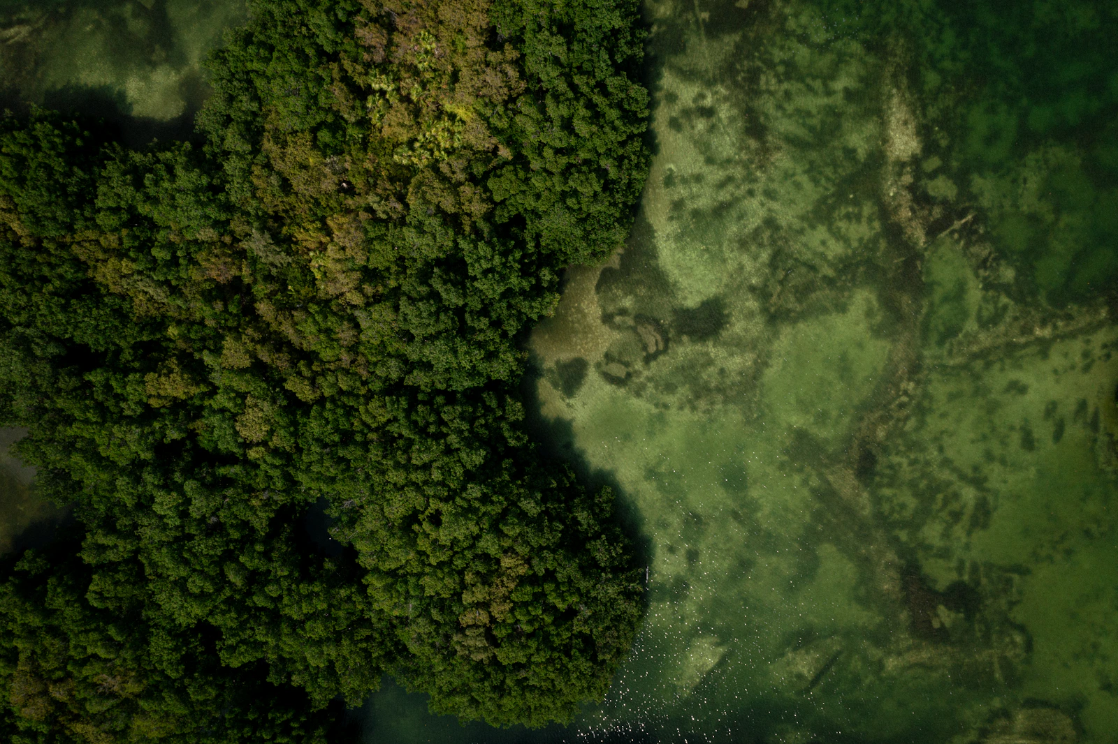 Cancún mangroves / Manglares de Cancún