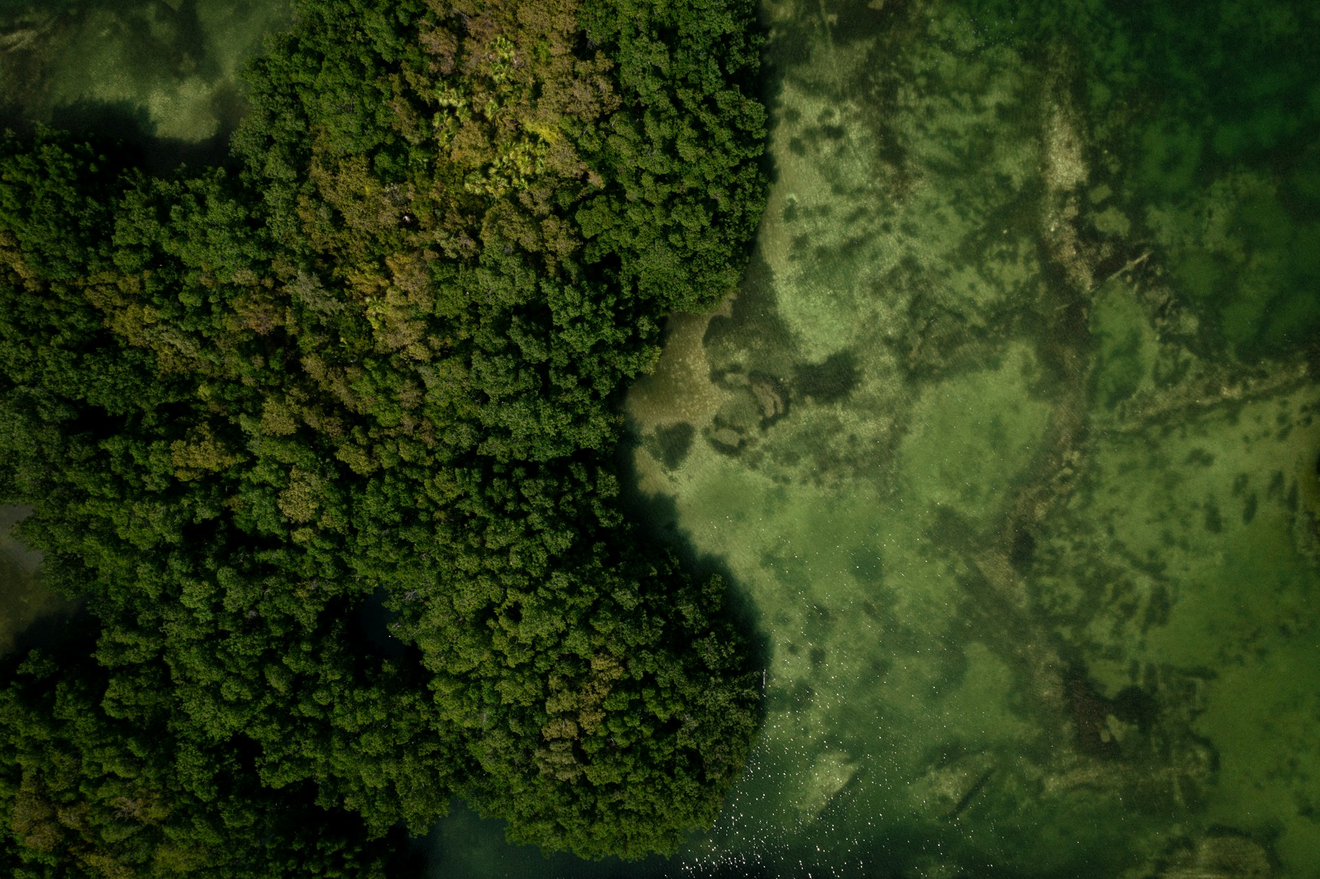 an aerial view of a lush green forest