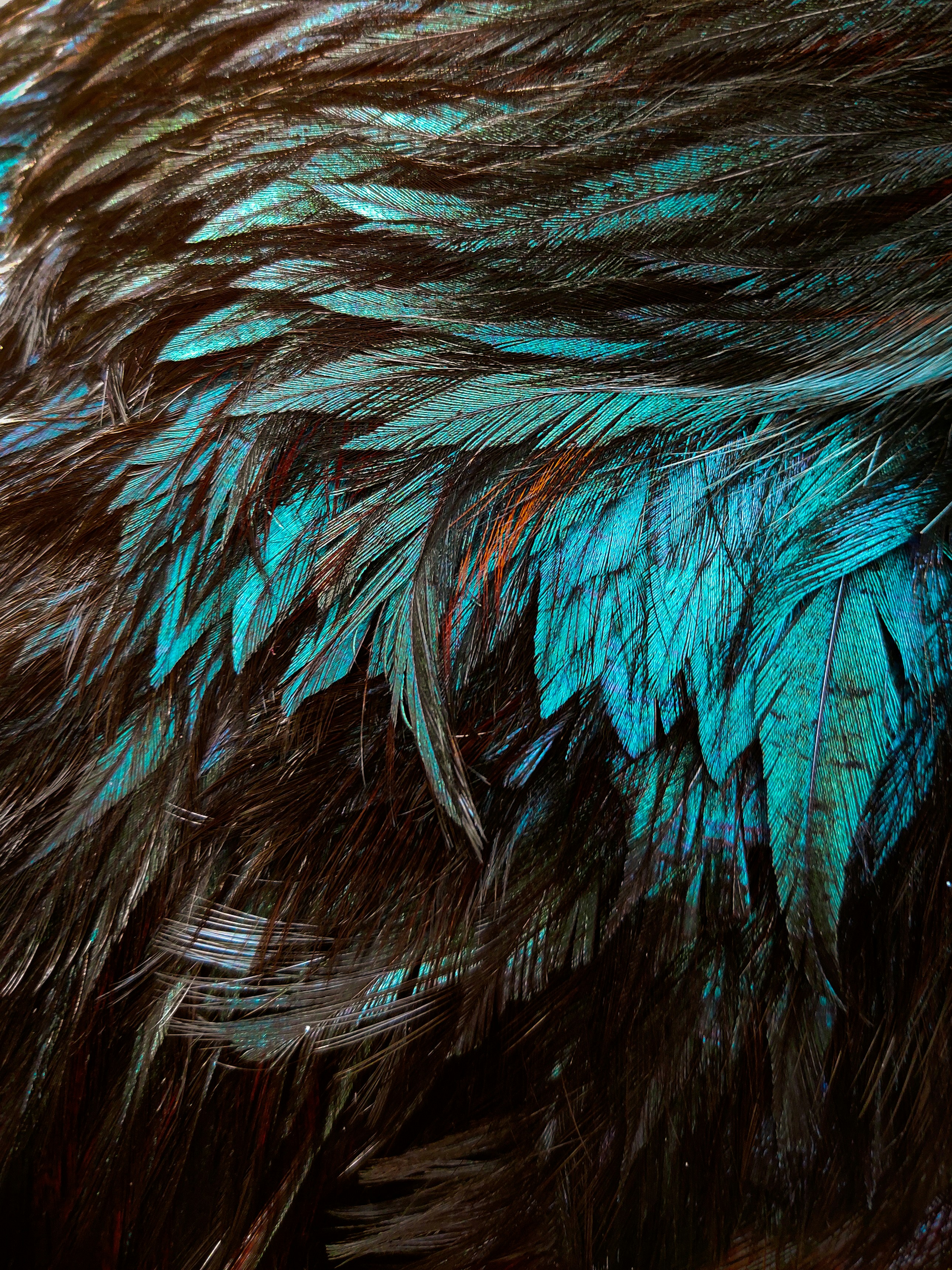 The feathers of a bird are blue and brown photo – Free Woman Image on ...