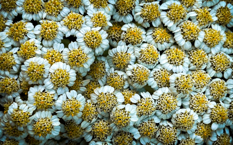 Floral Arrangement