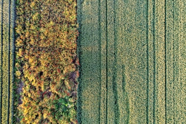 an aerial view of a green field with trees