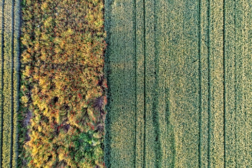 an aerial view of a green field with trees
