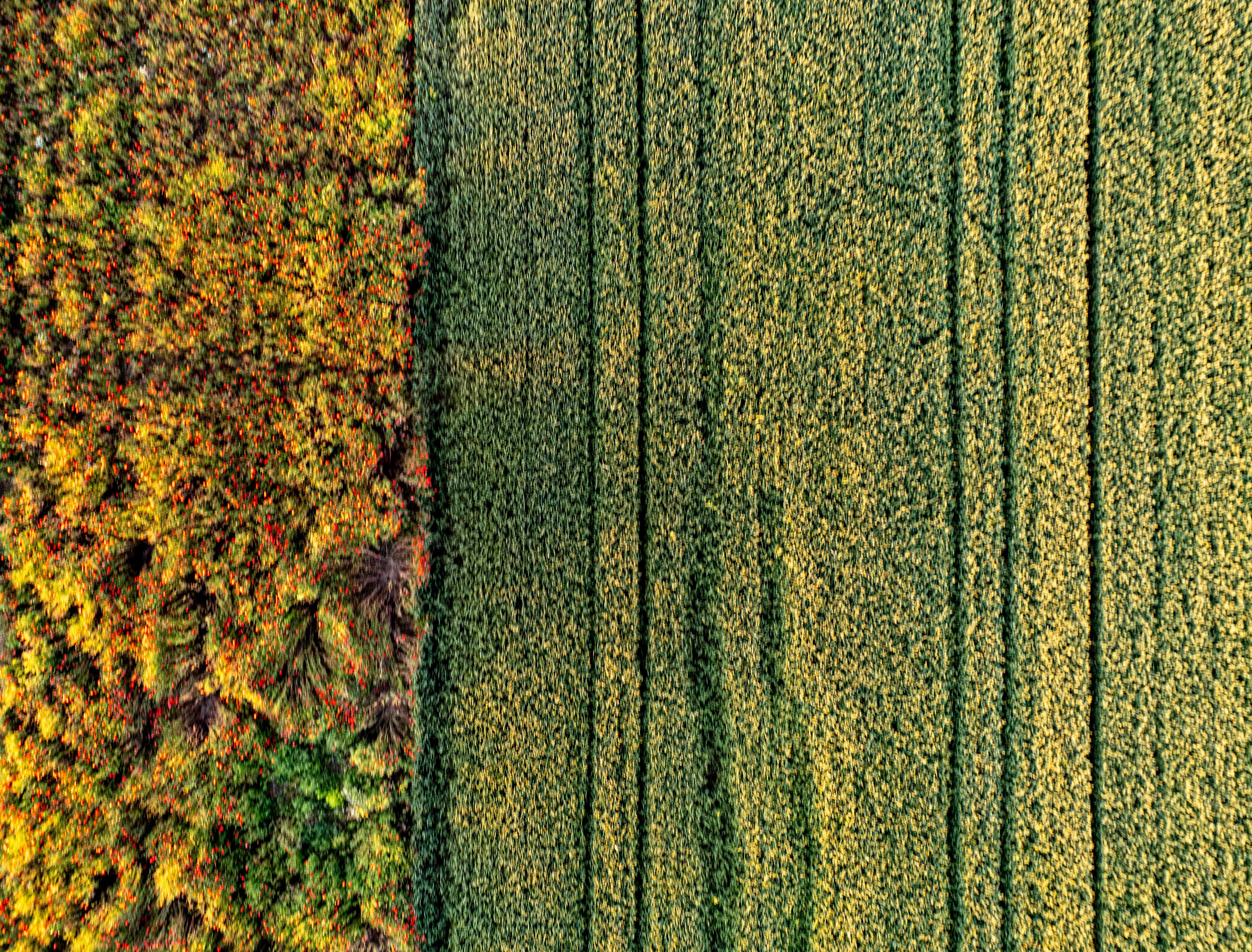 an aerial view of a green field and a yellow field