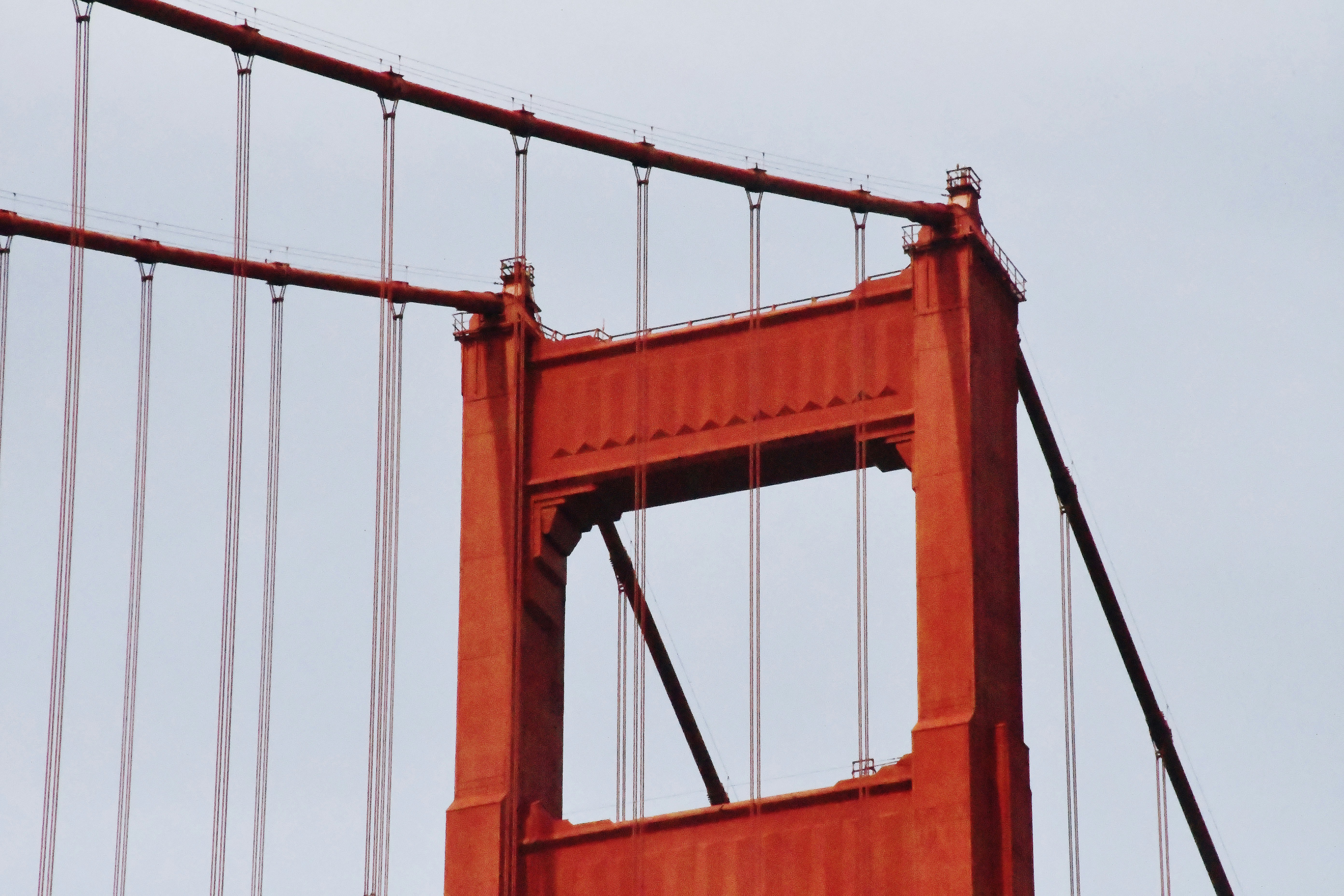 a bird flying over the golden gate bridge