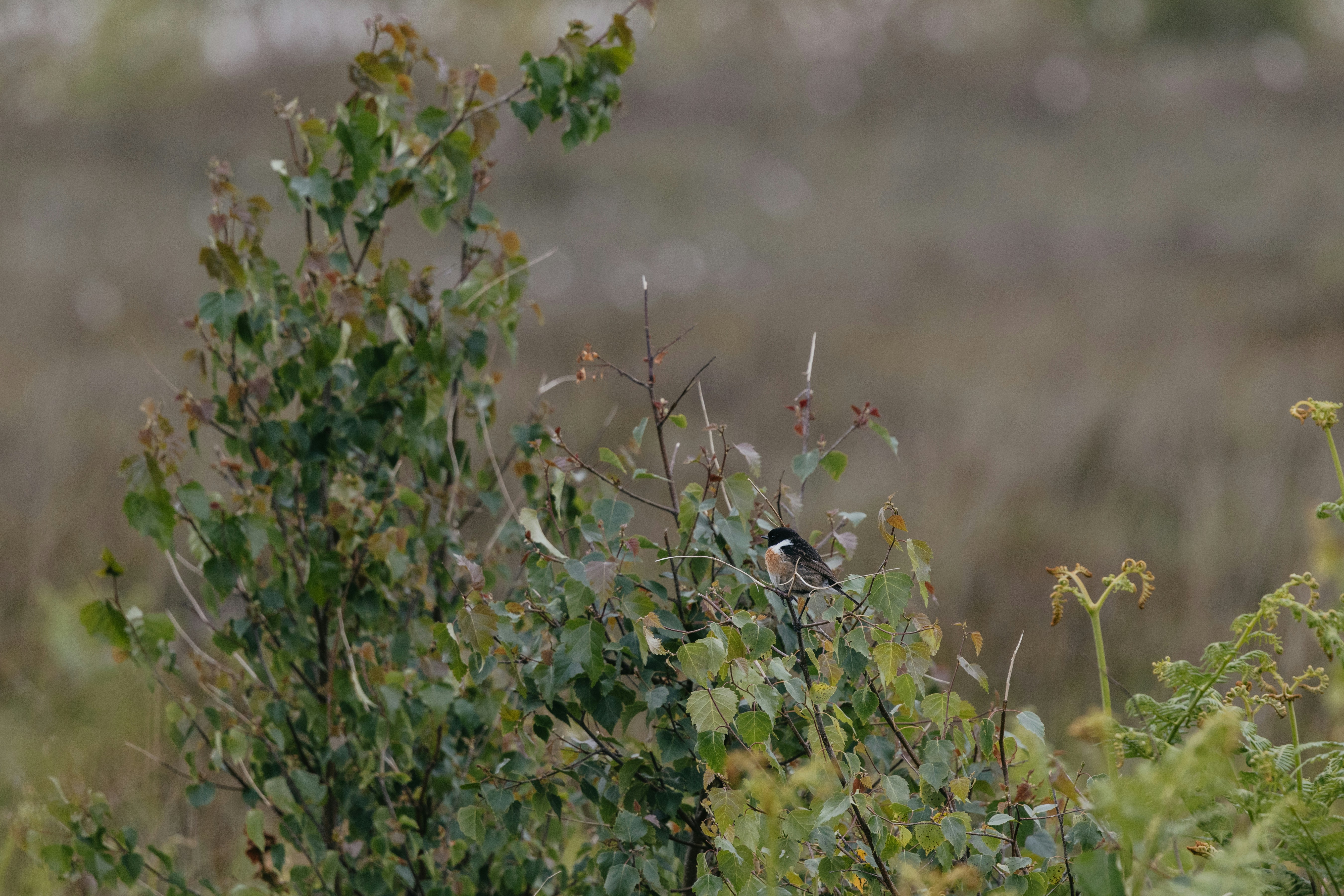 Photo by anniespratt