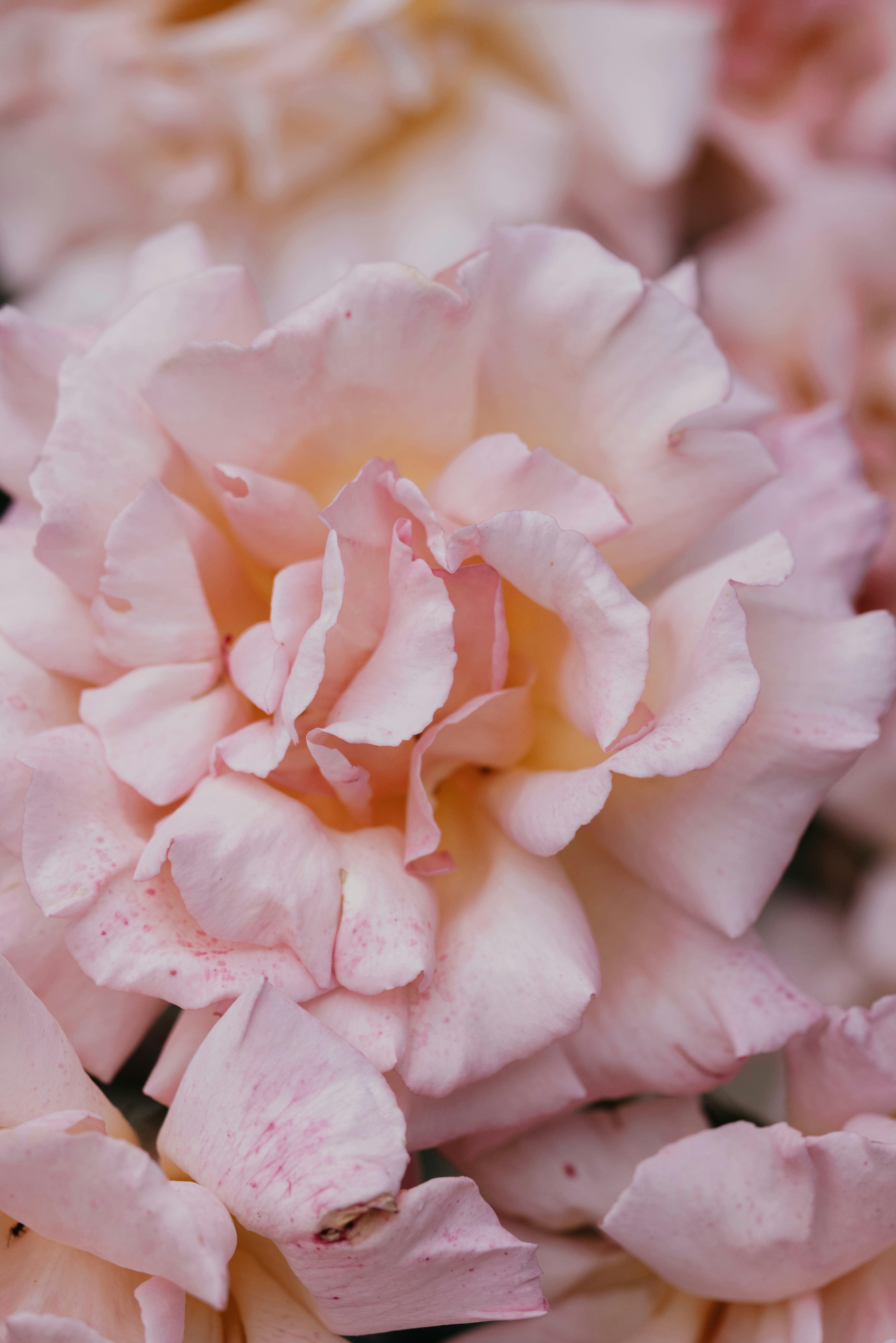 Photo by anniespratt