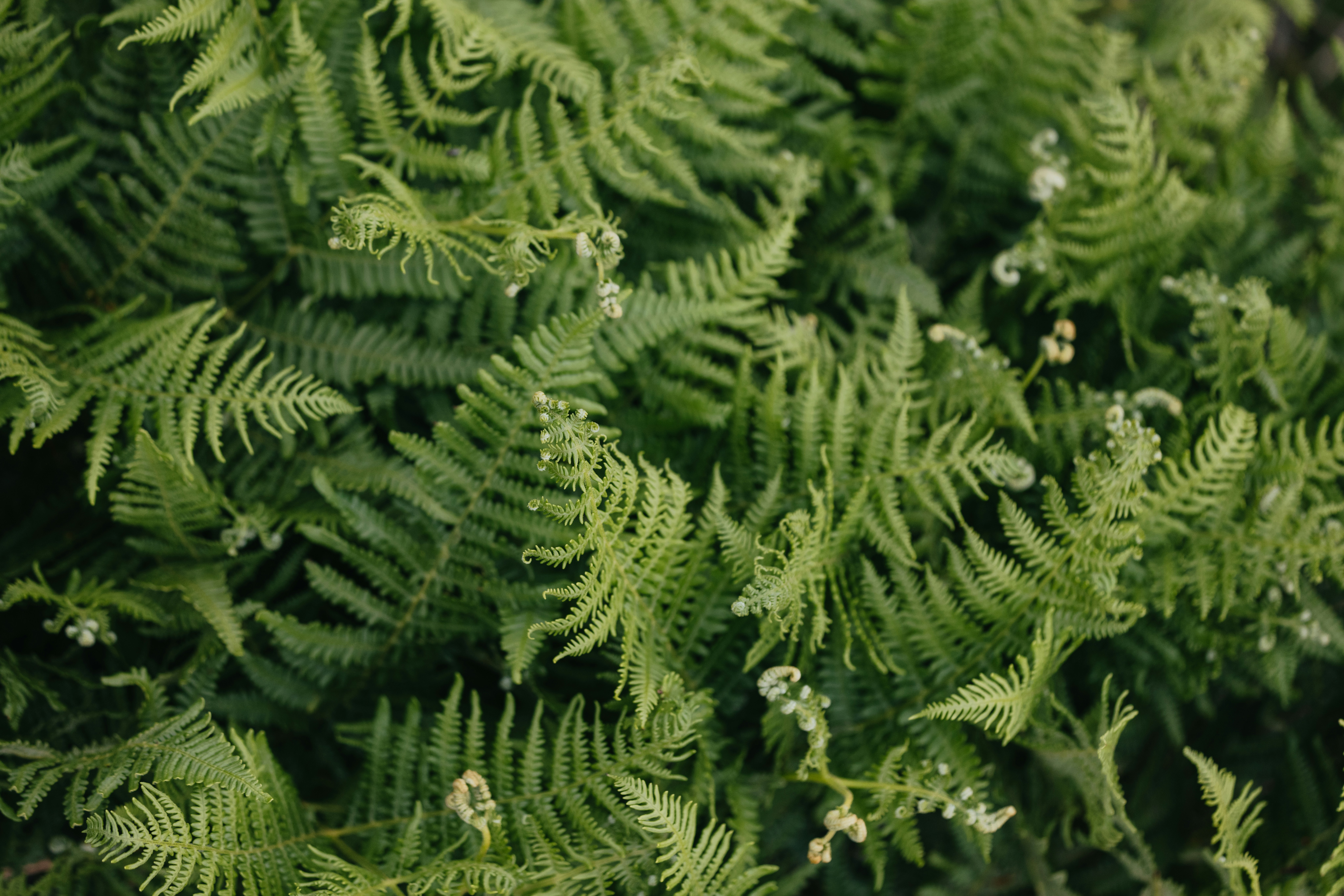 Photo by anniespratt