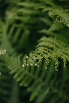 a close up of a fern with drops of water on it