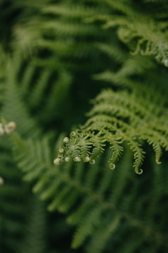 a close up of a fern with drops of water on it
