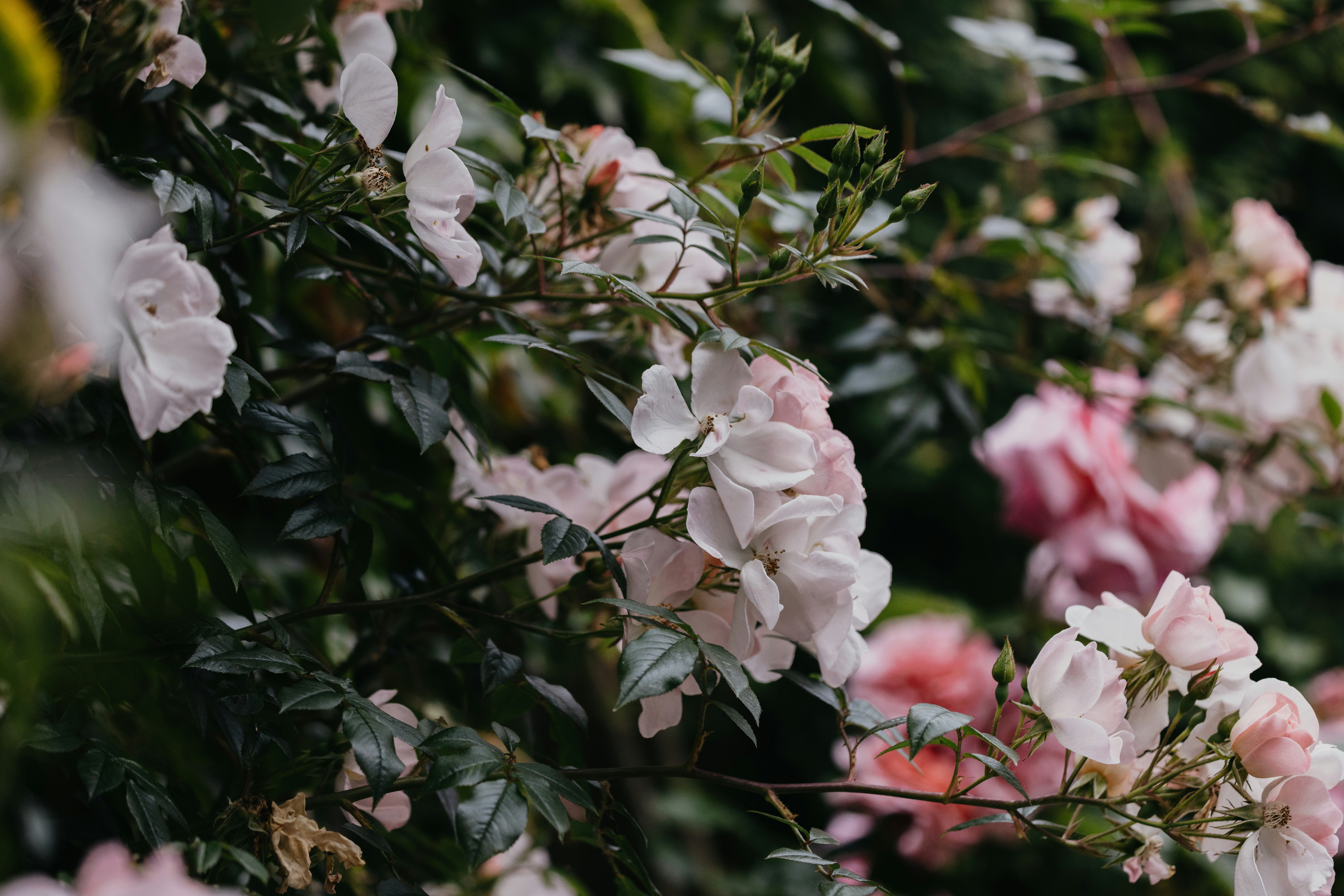 Photo by anniespratt