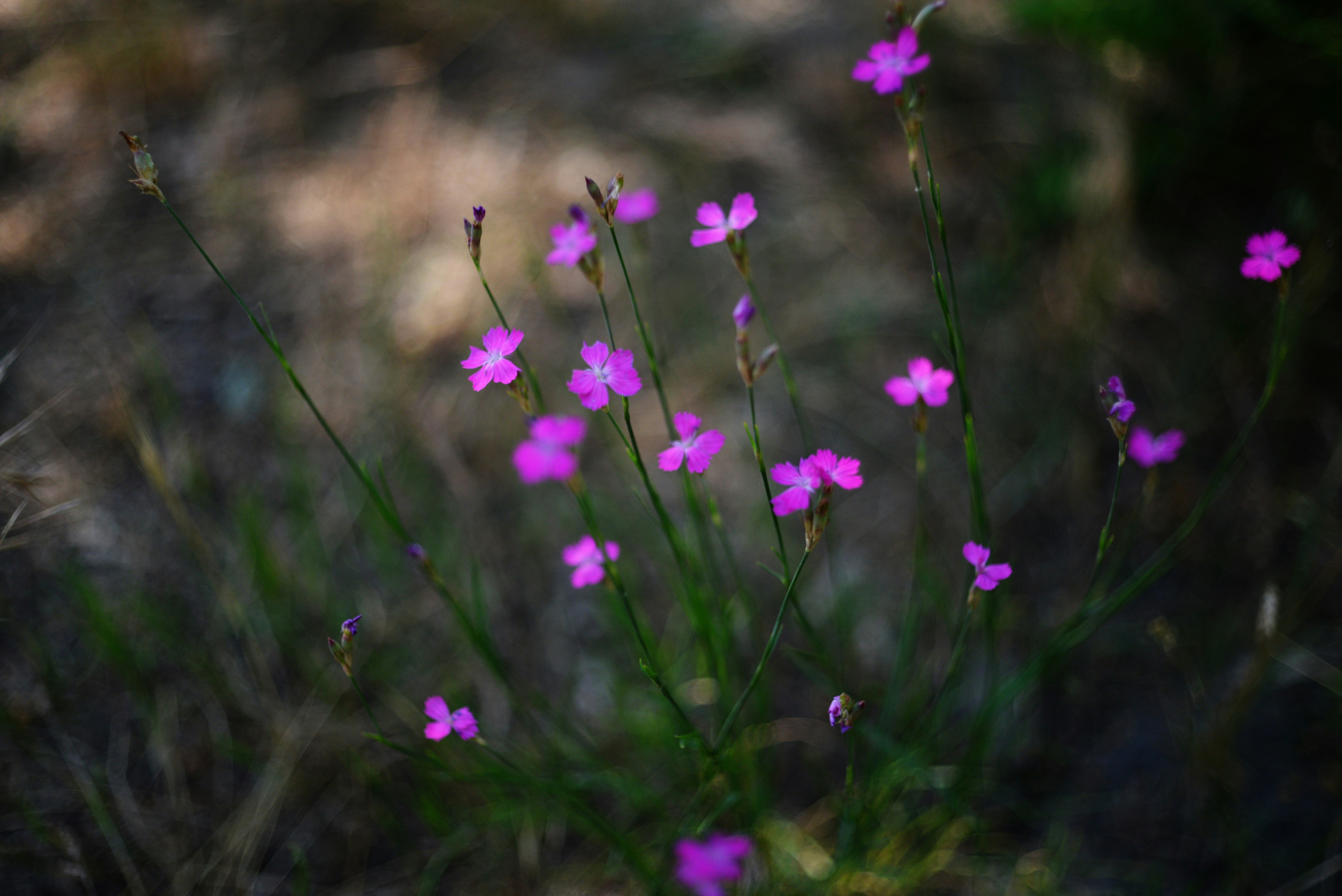 Photo by cherstve_pechivo