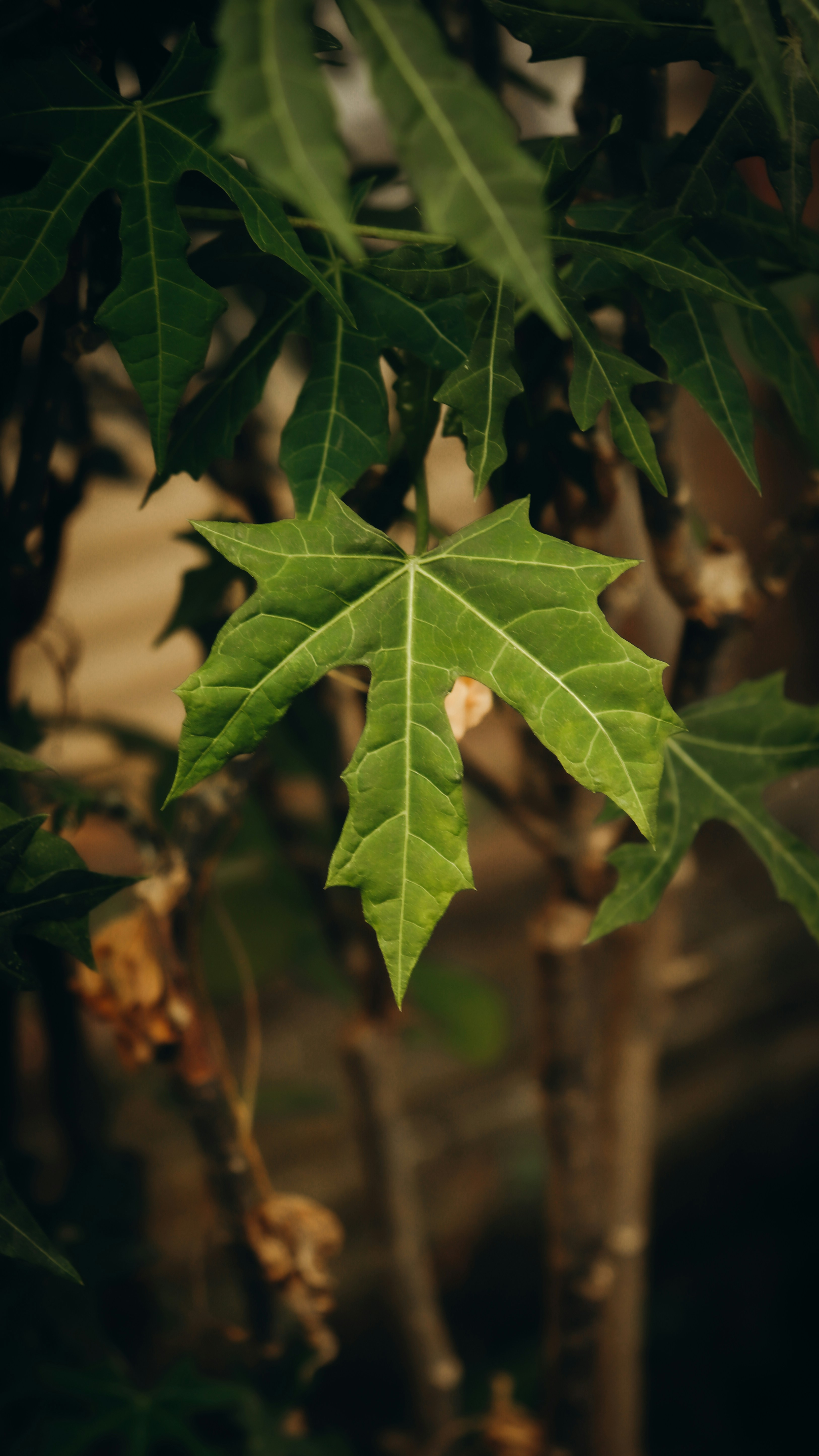 a green leaf is hanging from a tree