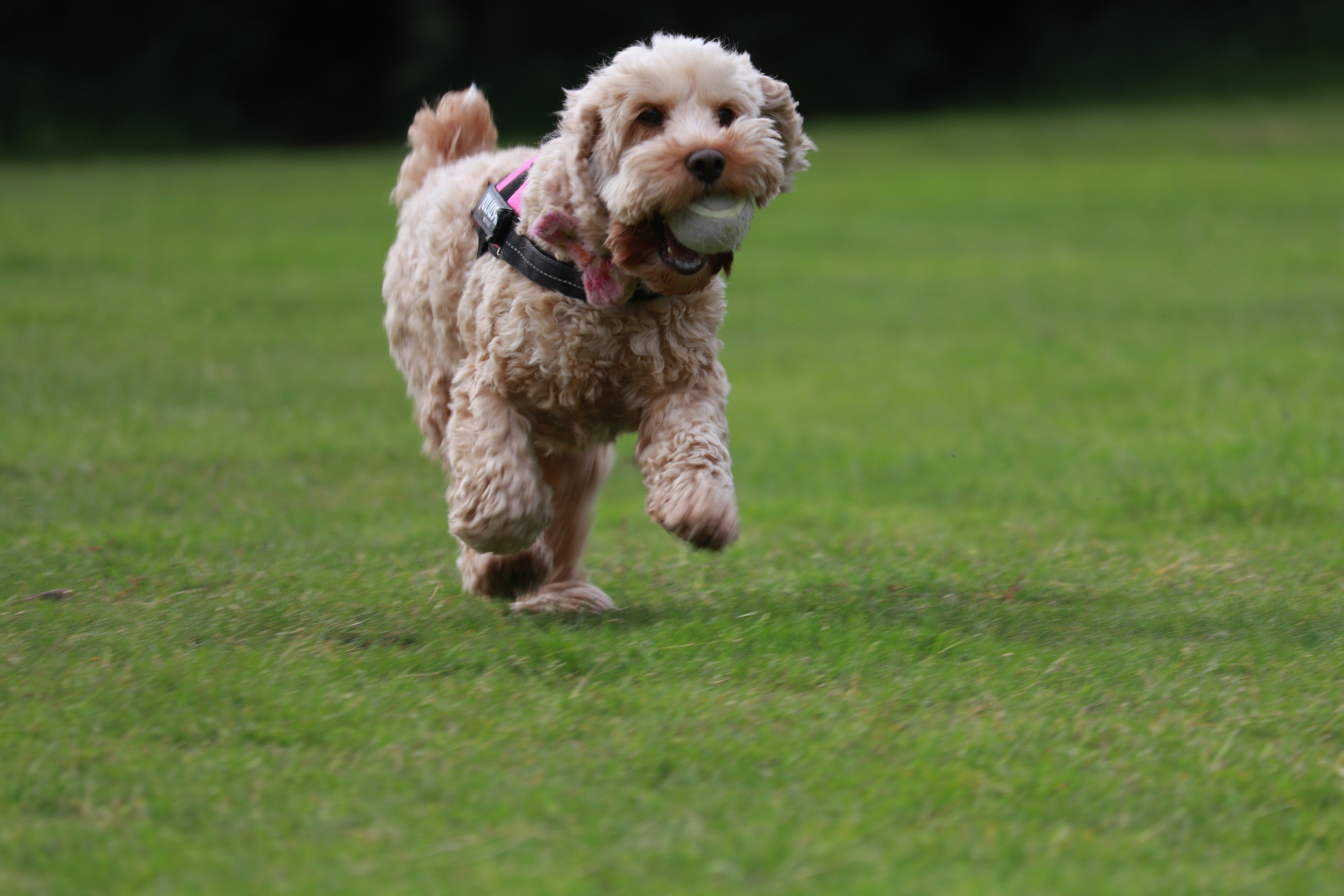 Photo by dhruv_padaliya