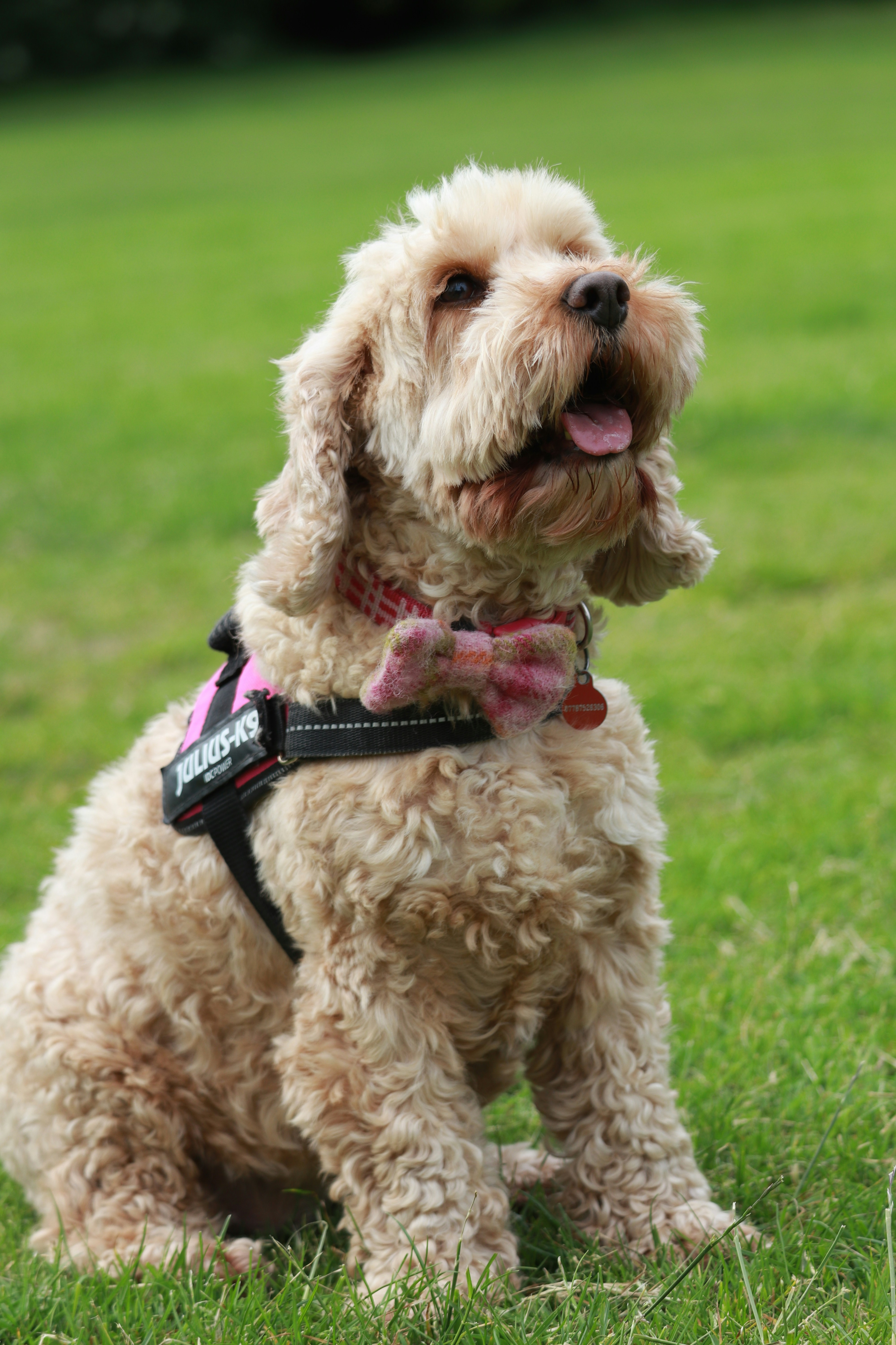 a small dog sitting in the grass wearing a harness
