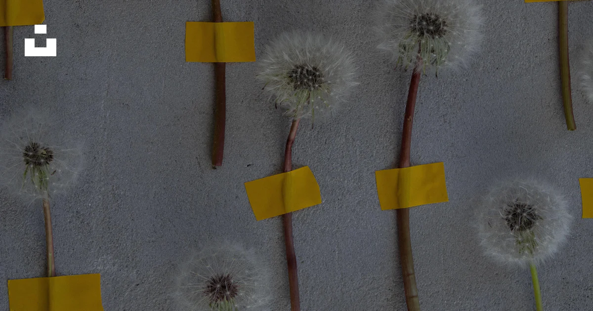 Dandelion Sticky Notes A bunch of dandelions with yellow sticky notes attached to them photo ...