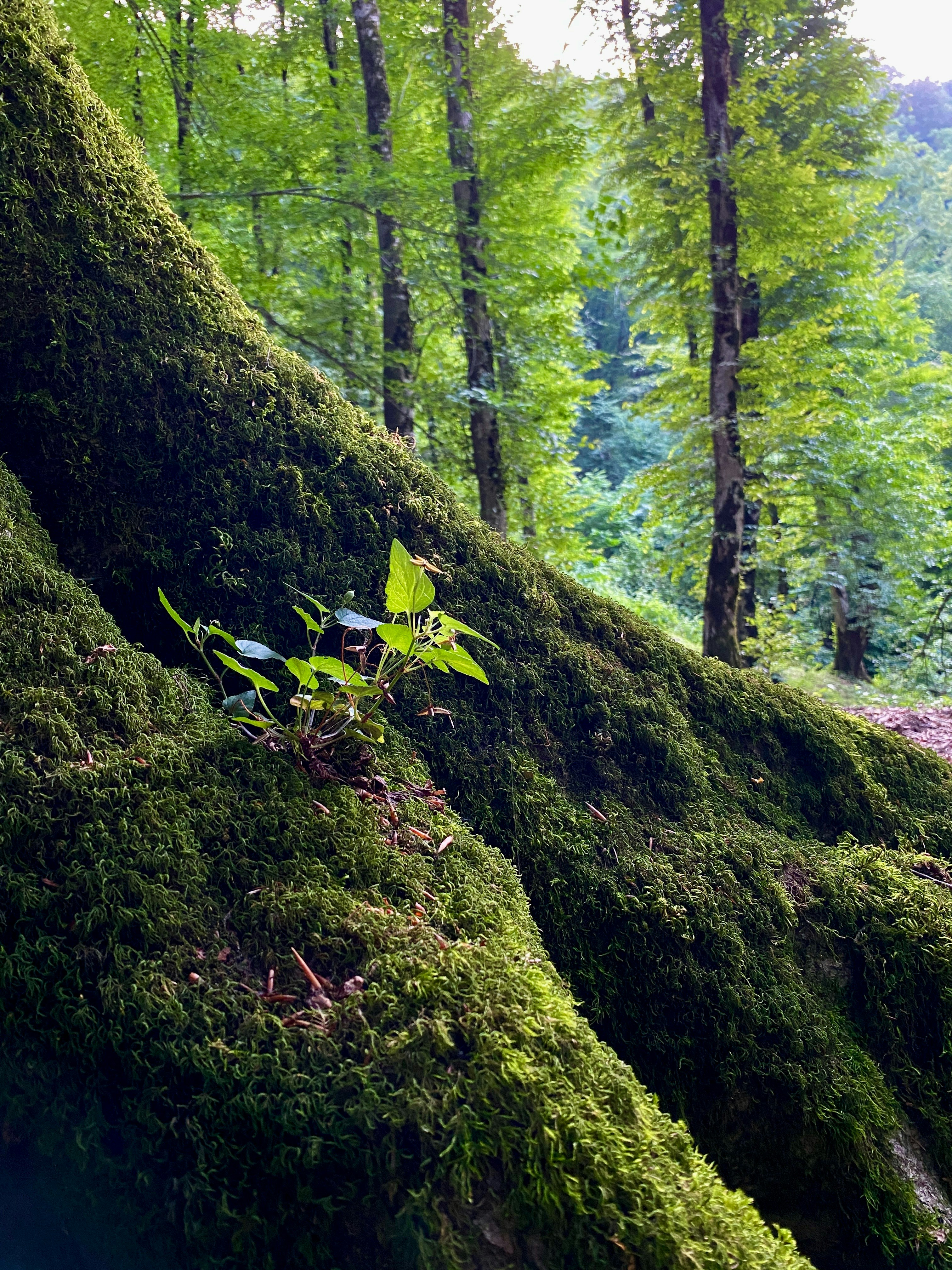 un tronc d’arbre couvert de mousse au milieu d’une forêt