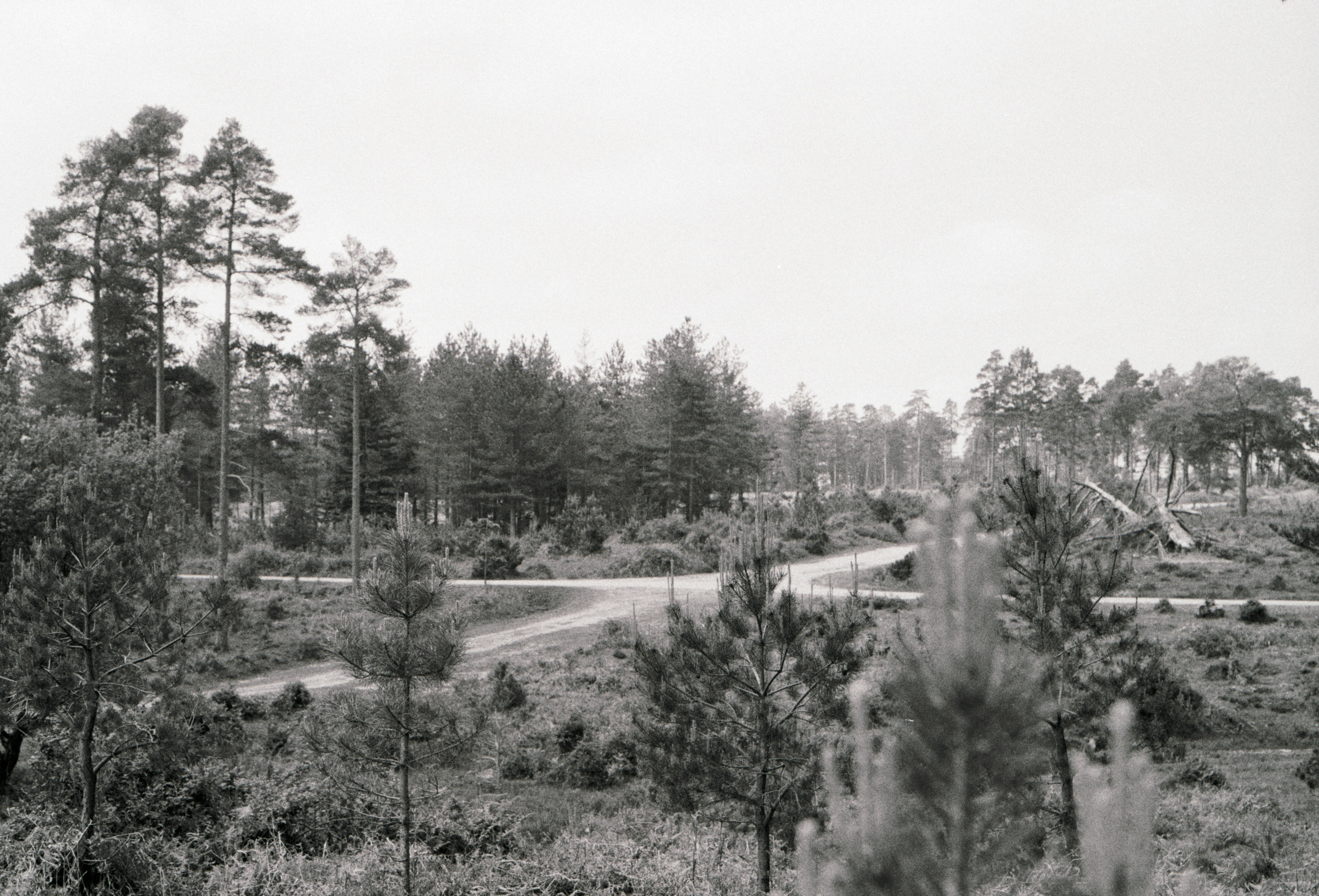 Pineland Park