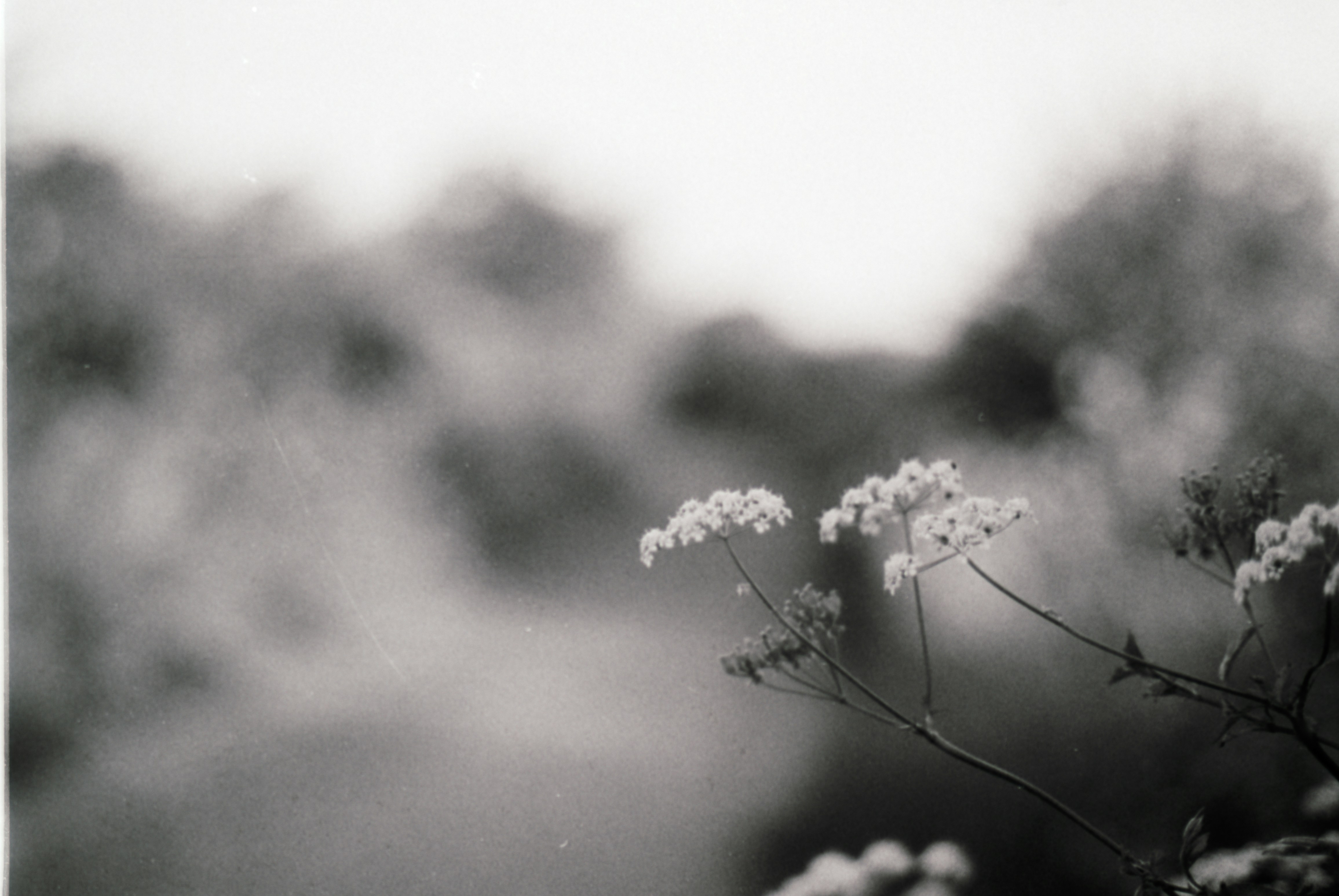 a black and white photo of some flowers