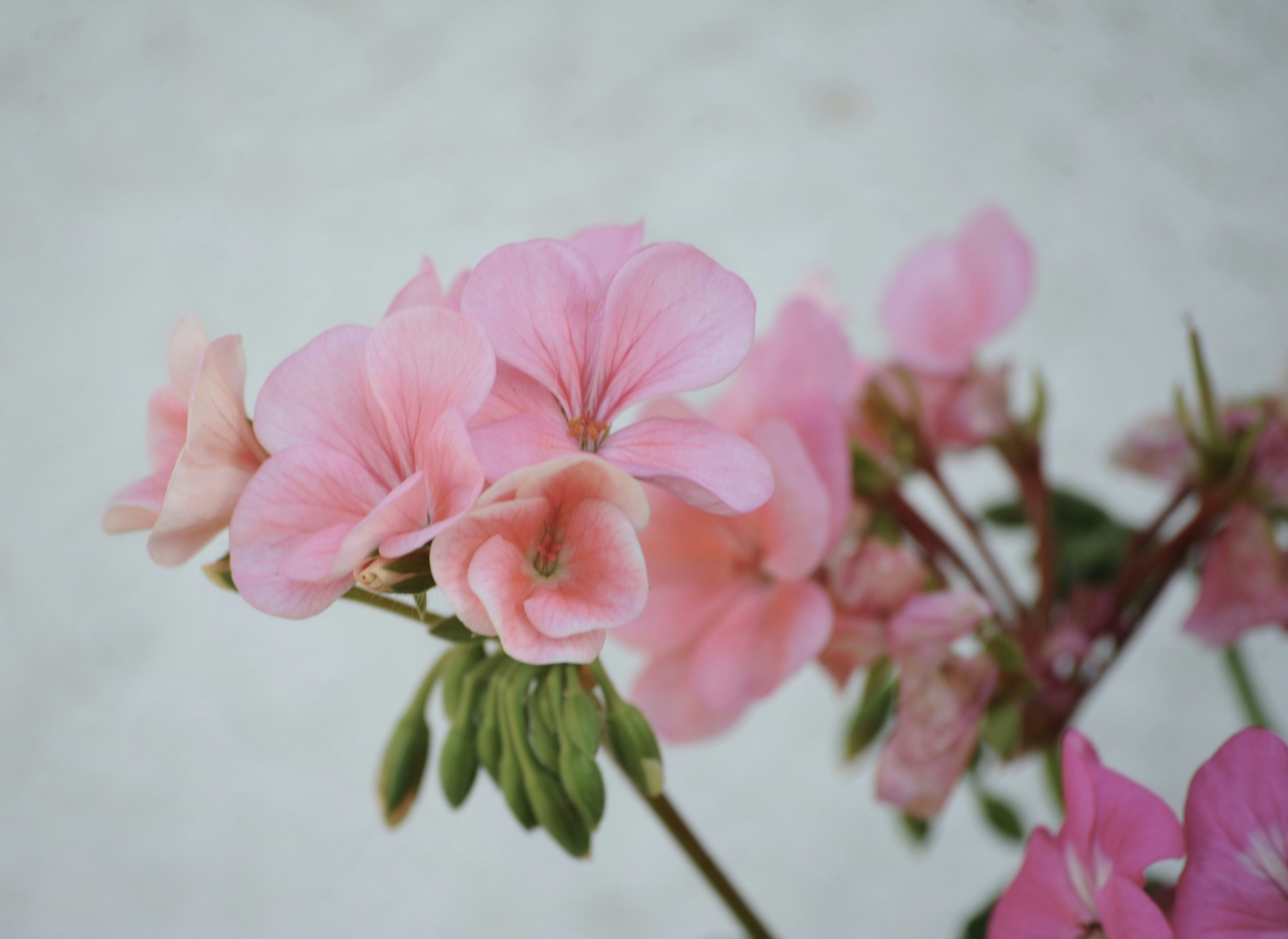 a close up of pink flowers on a white background