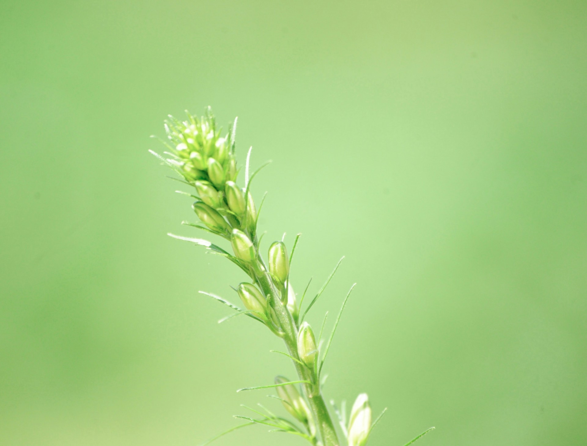 a close up of a plant with a blurry background