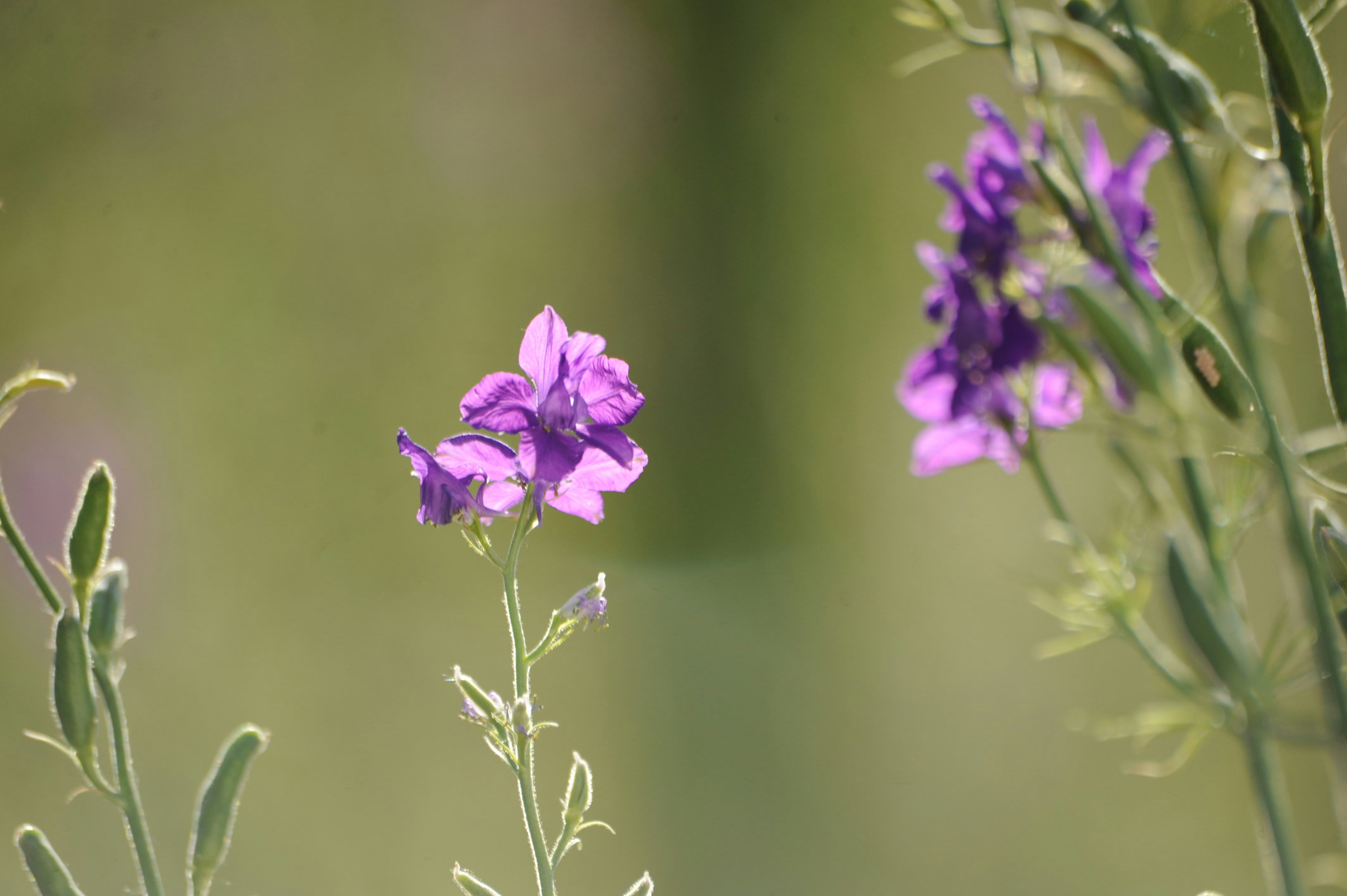 a close up of a purple flower with a blurry background