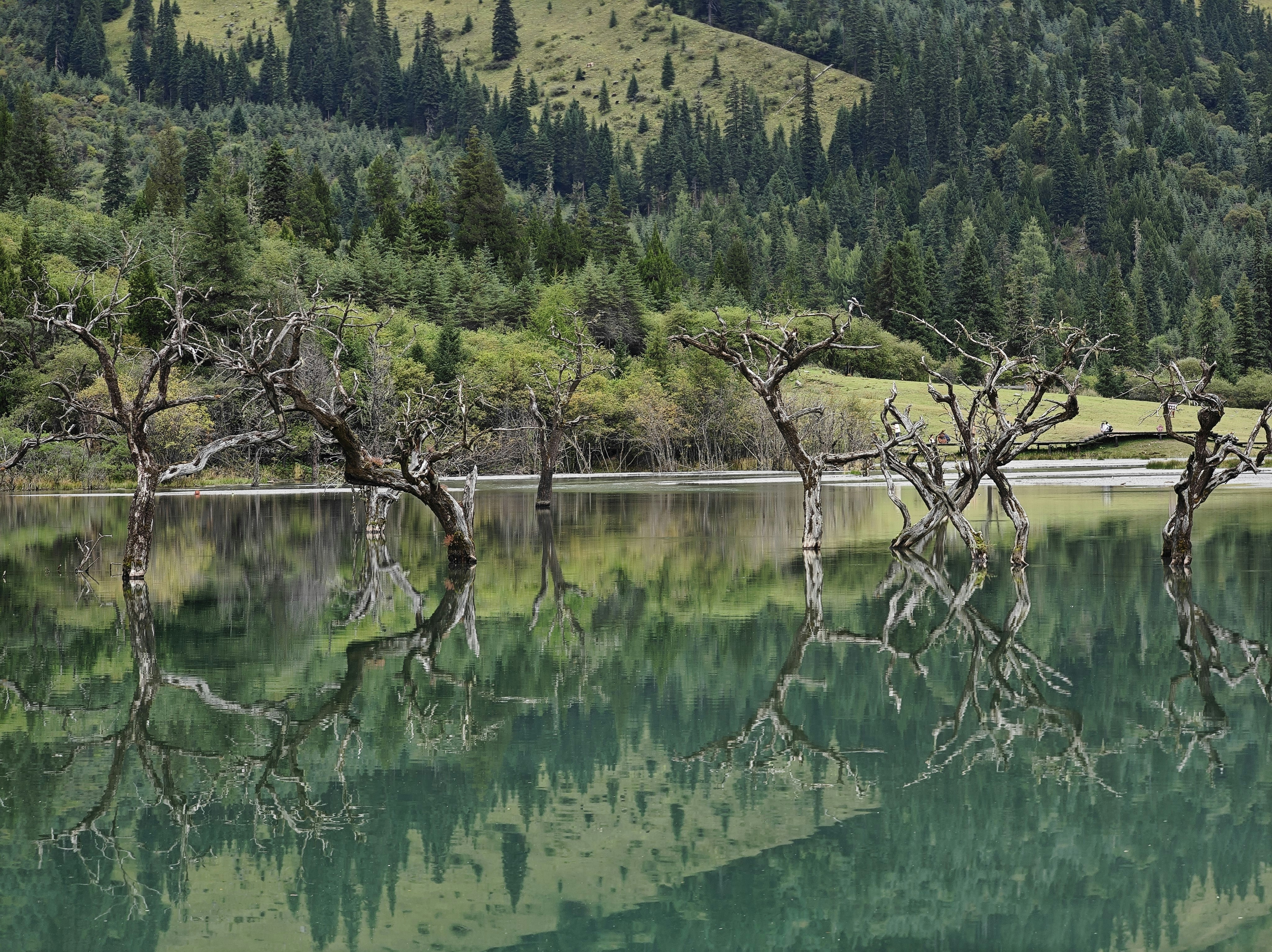 a body of water surrounded by trees and mountains