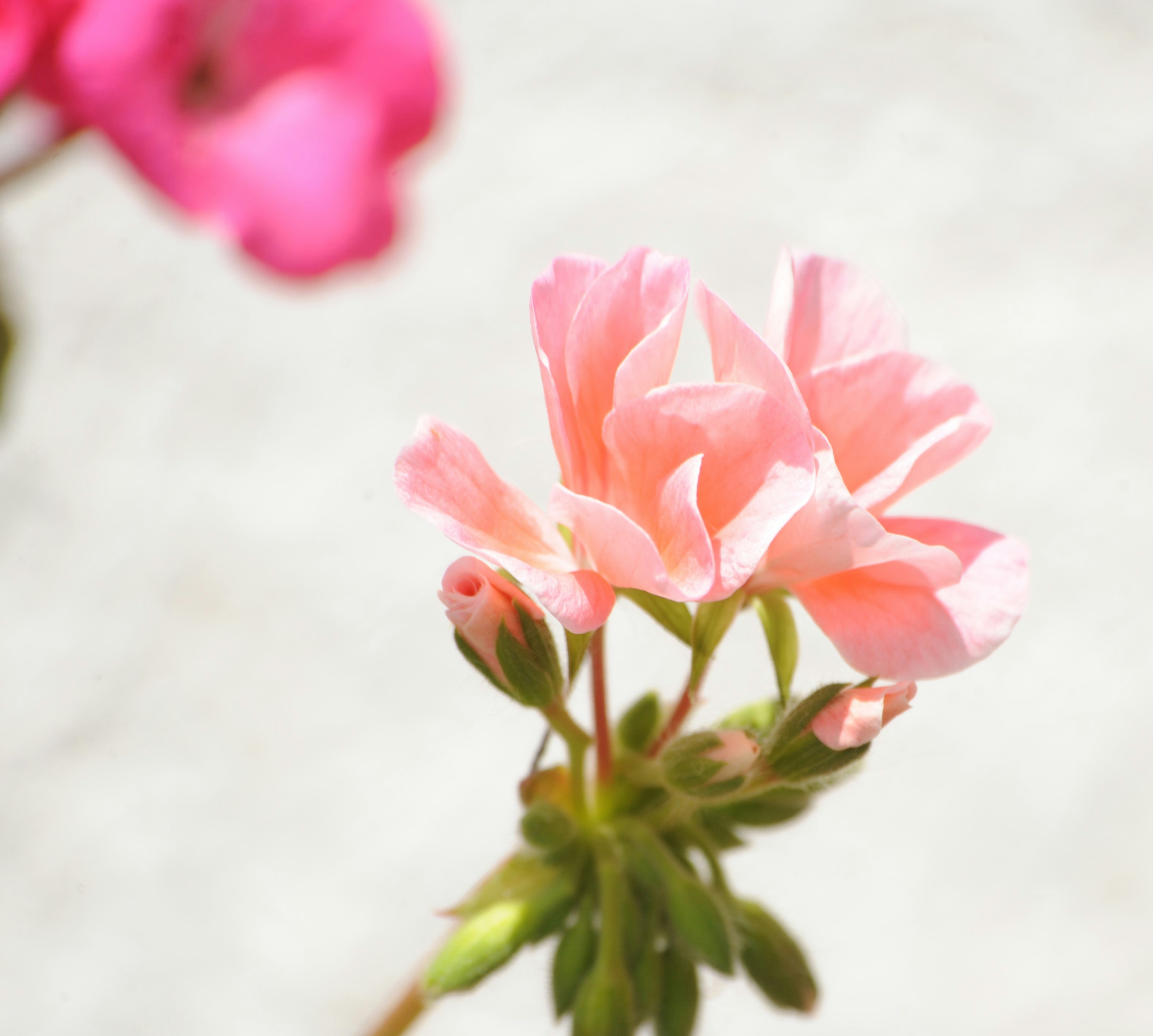 a close up of a pink flower on a stem