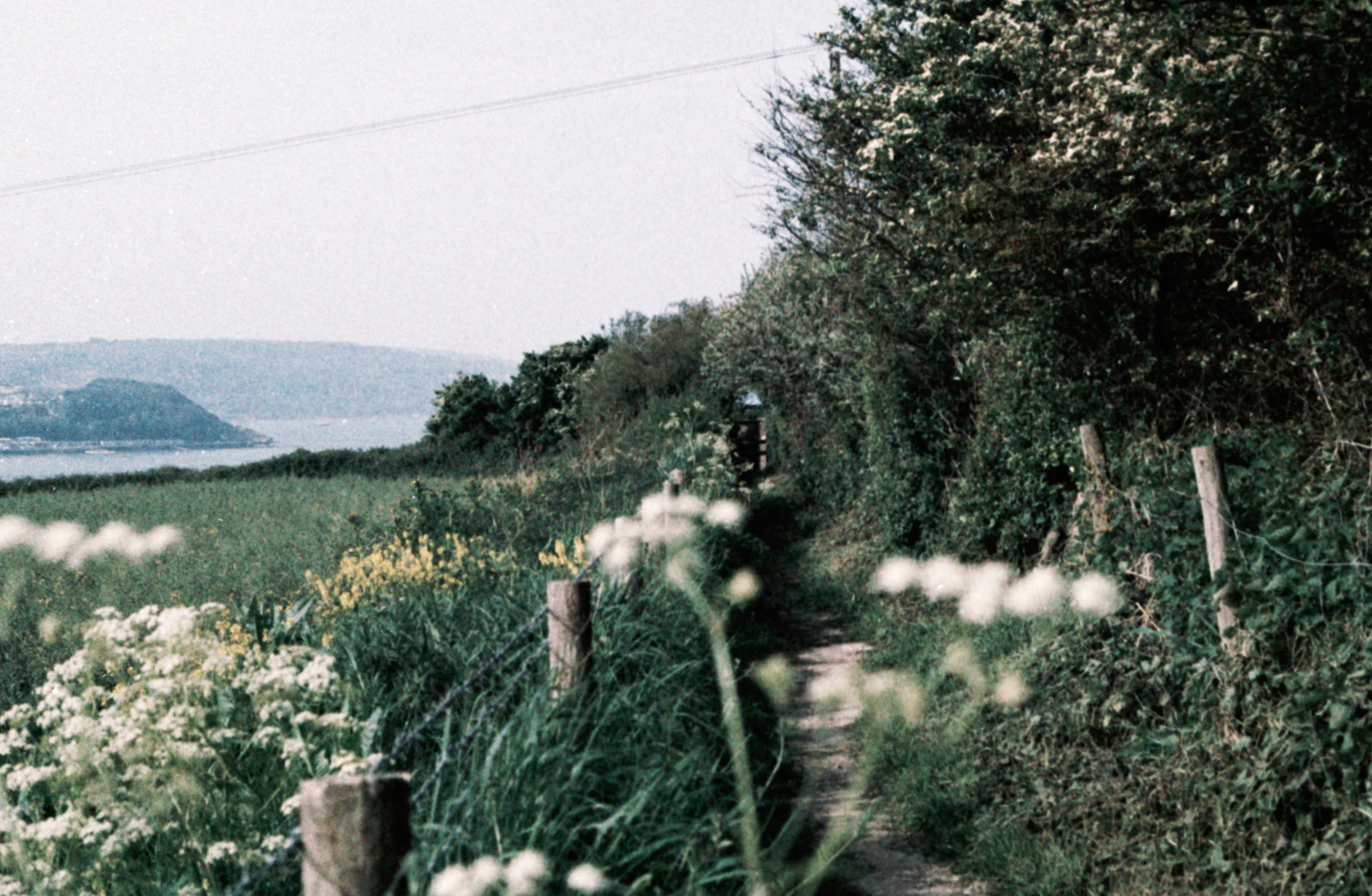 A cyclist riding a green lane through farmland