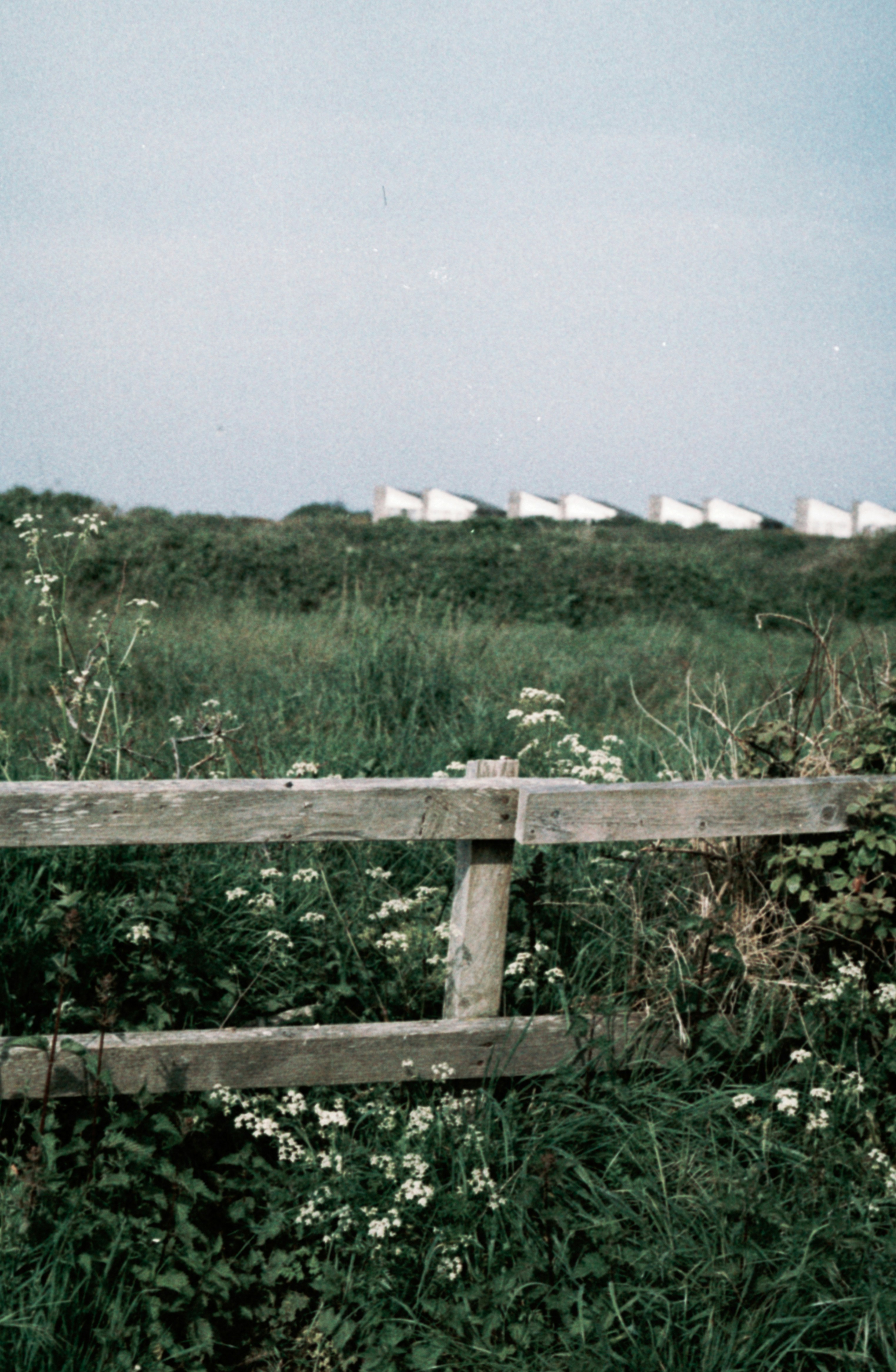 A wooden fence in a field of flowers photo – Free Nature Image on Unsplash
